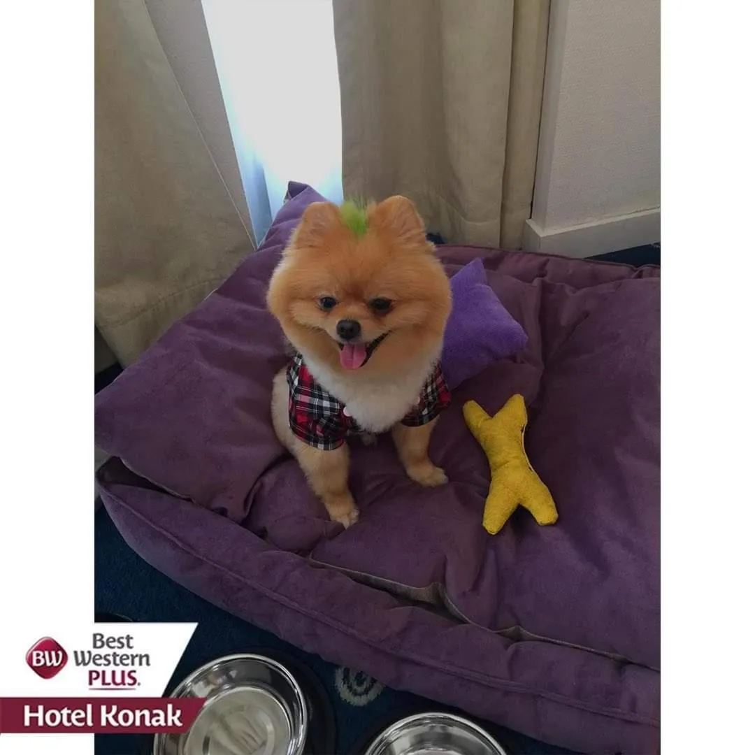 Animals in Best Western Plus Hotel Konak