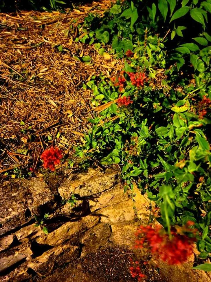 Garden in Appartement 91 Palais des Gouverneurs