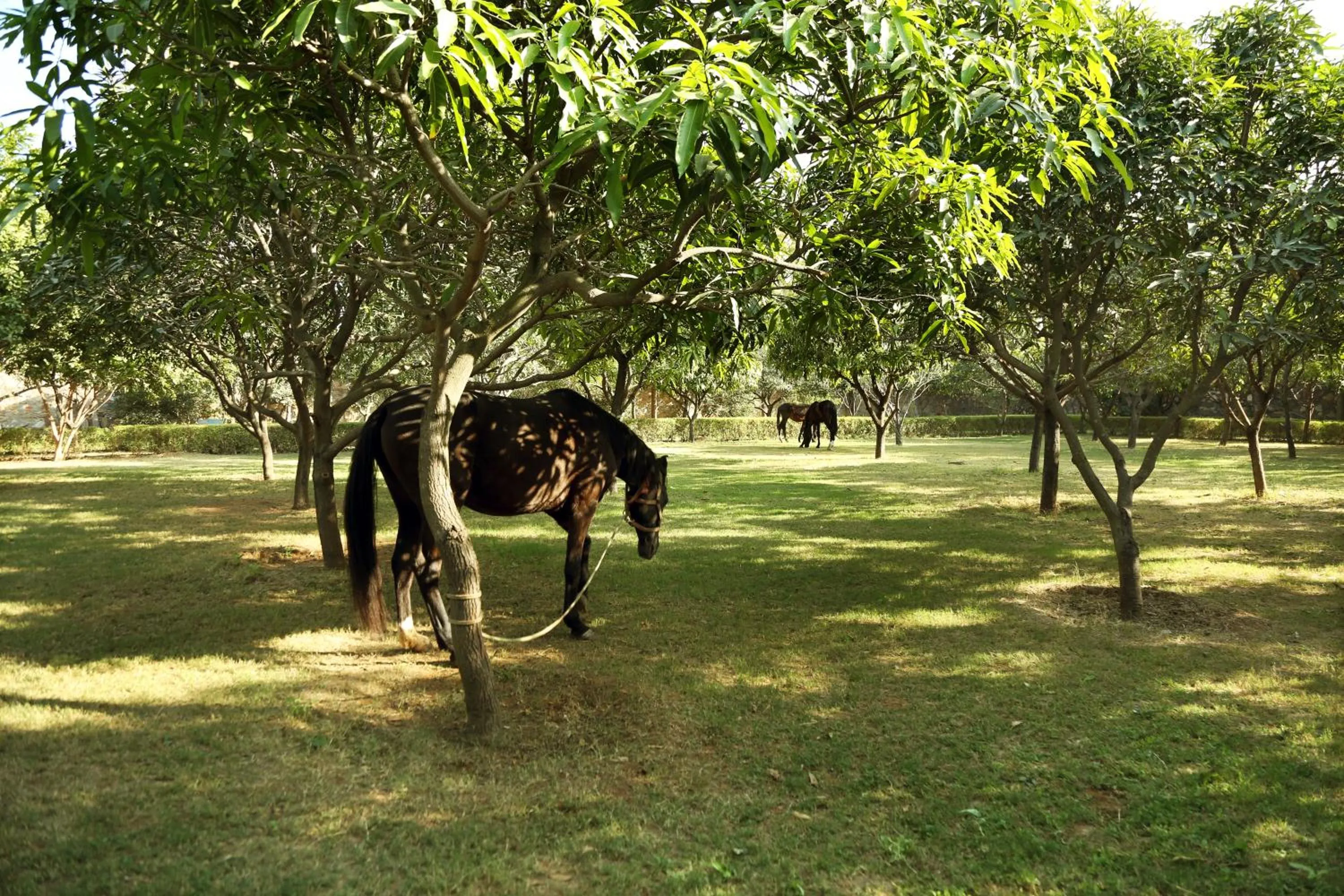 Day in The Cabana 5BHK Luxury Villa