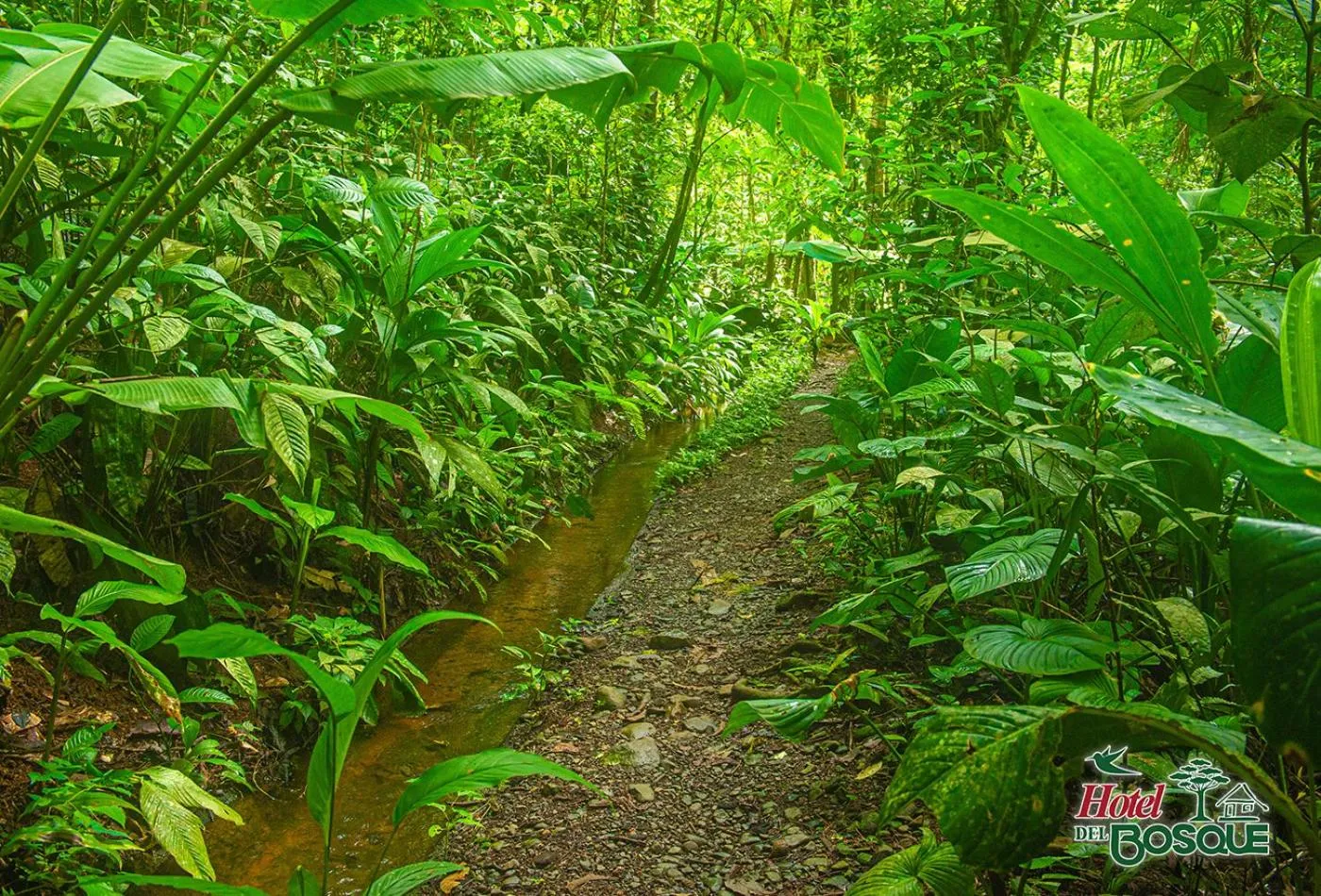 Natural landscape in Hotel del Bosque