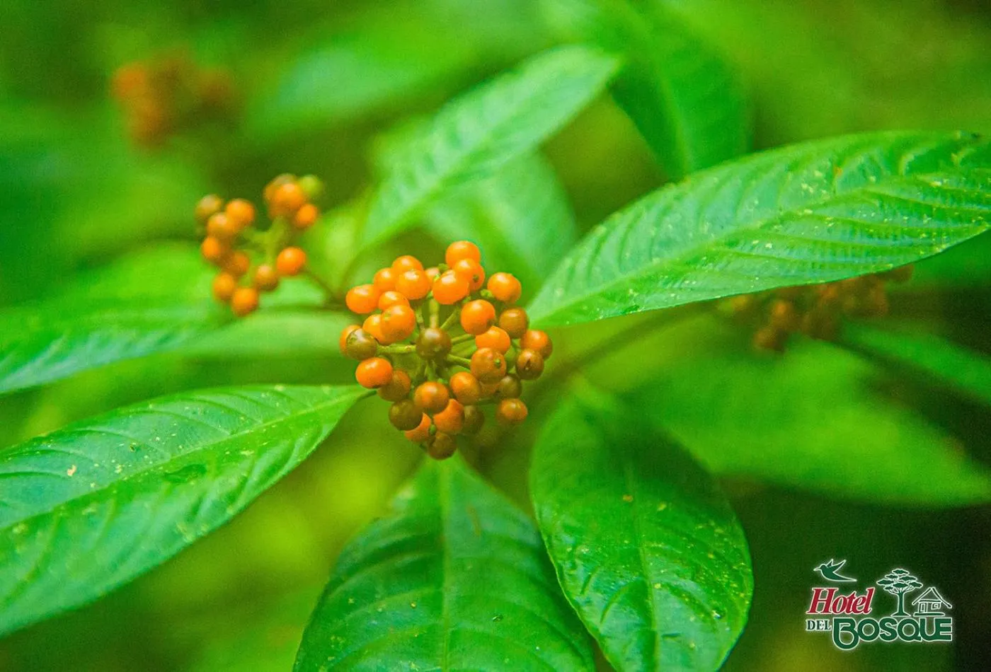 Natural landscape in Hotel del Bosque