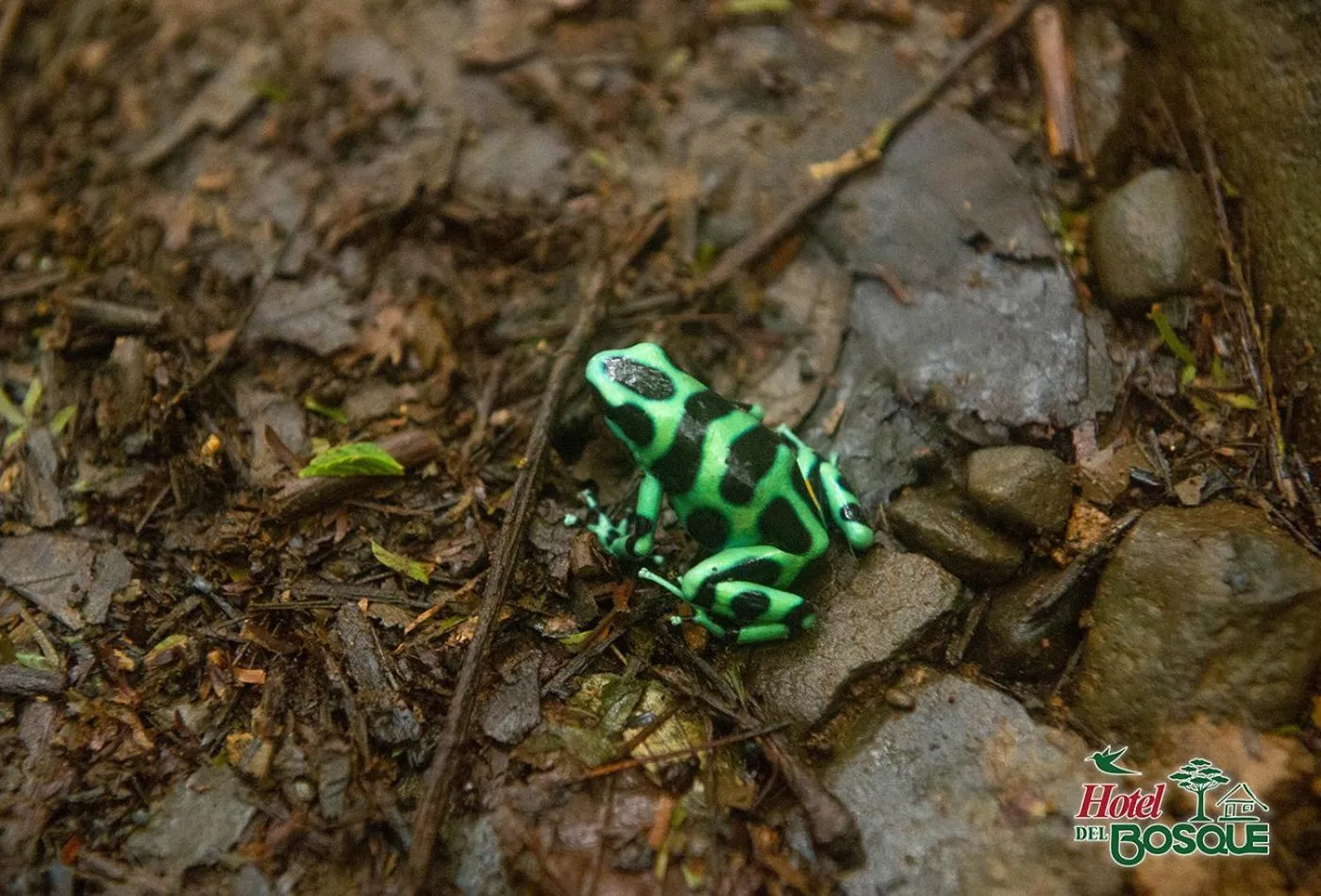 Animals in Hotel del Bosque