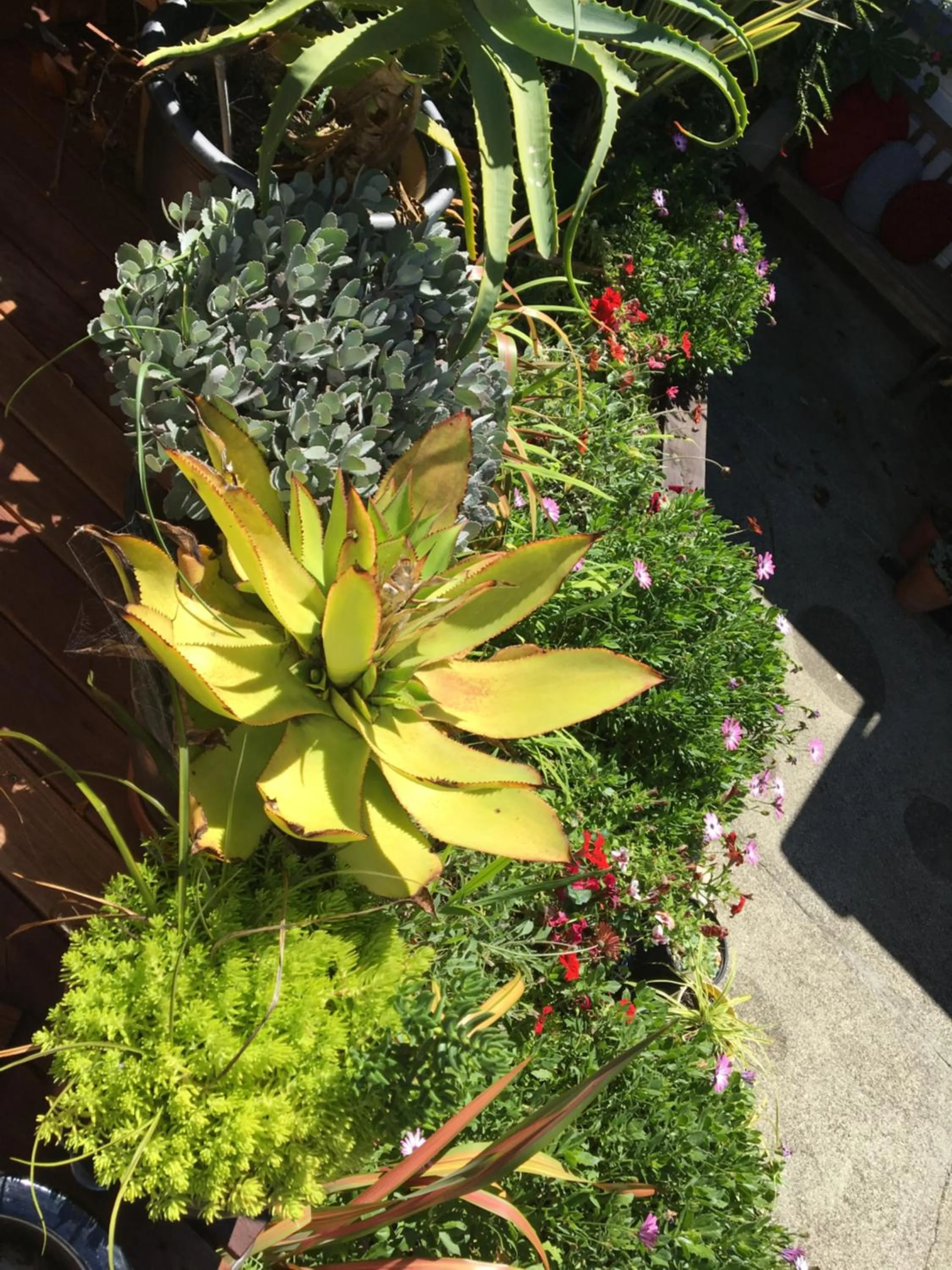 Garden in Ah House City B&B Nelson