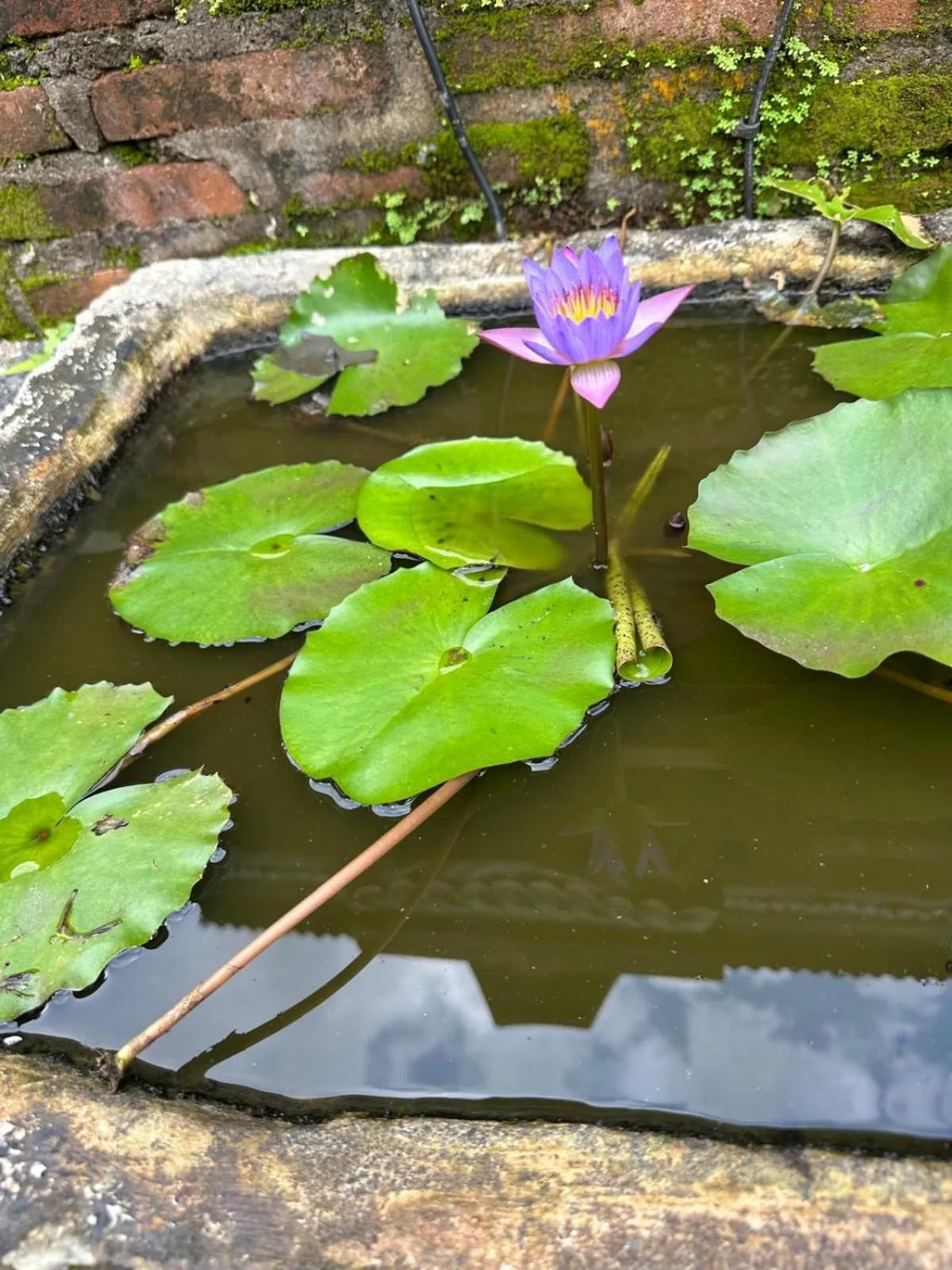 Garden in Beji Ayu Villas Sidemen