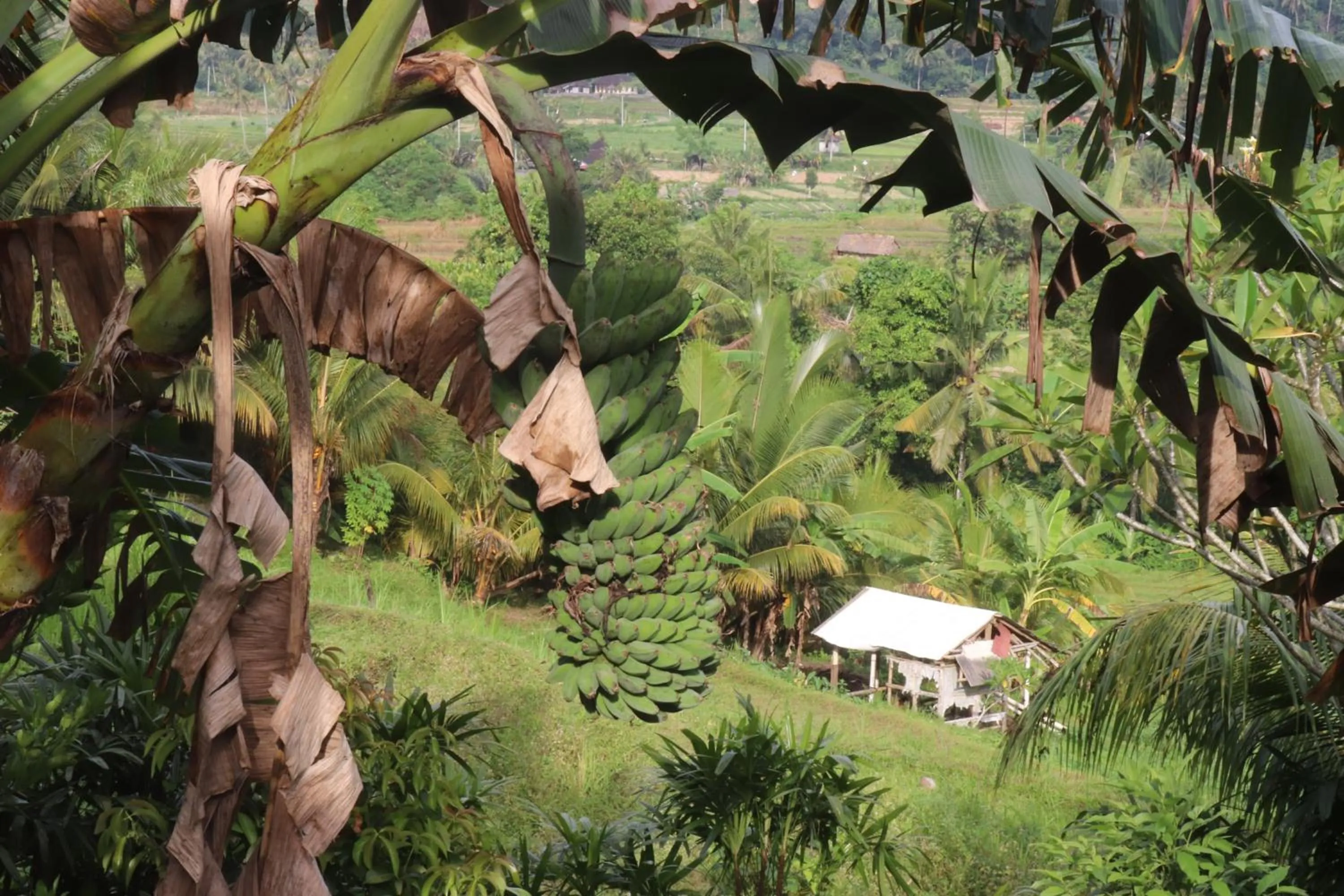 Day in Beji Ayu Villas Sidemen