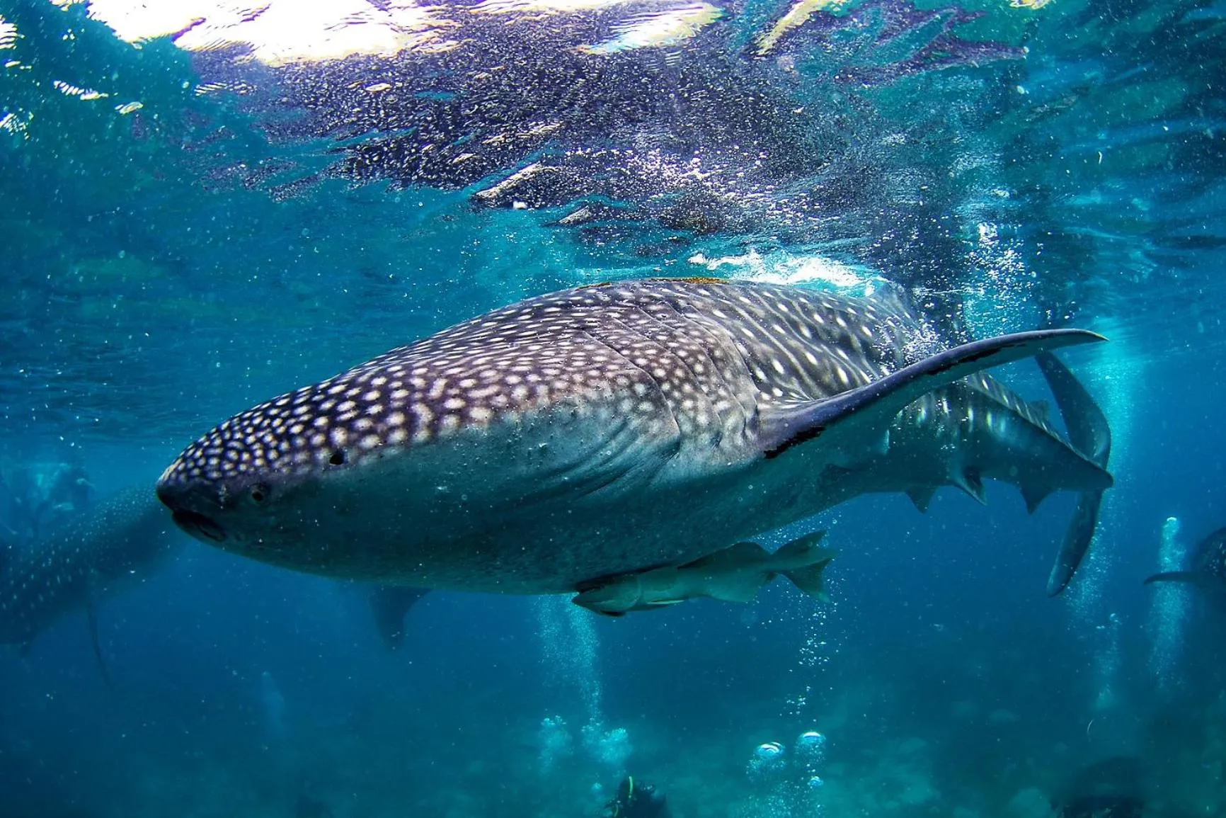 Snorkeling in Vida Homes Condo Resort