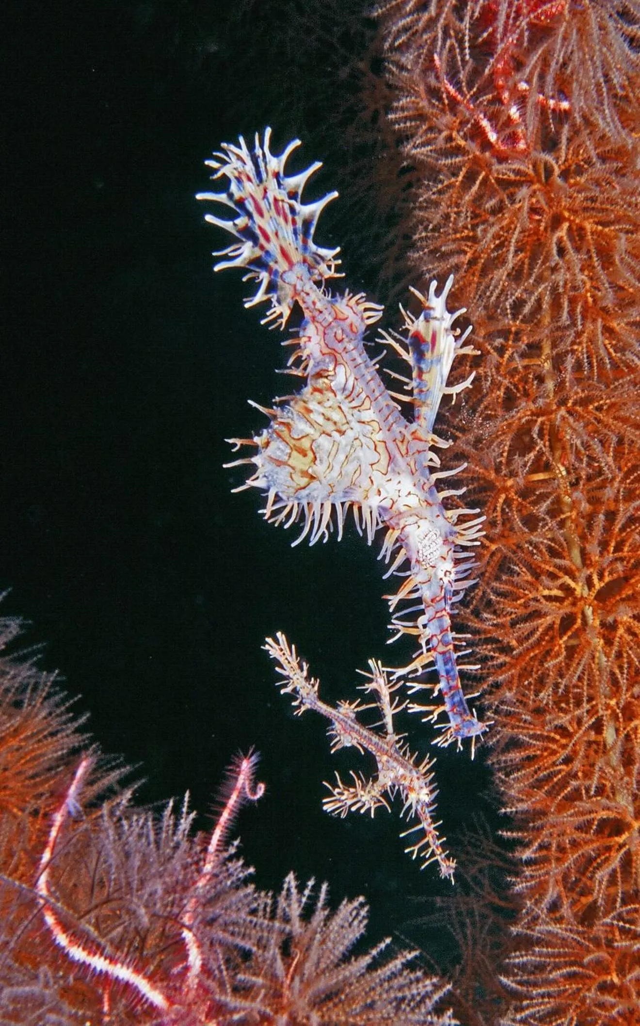 Diving in Vida Homes Condo Resort