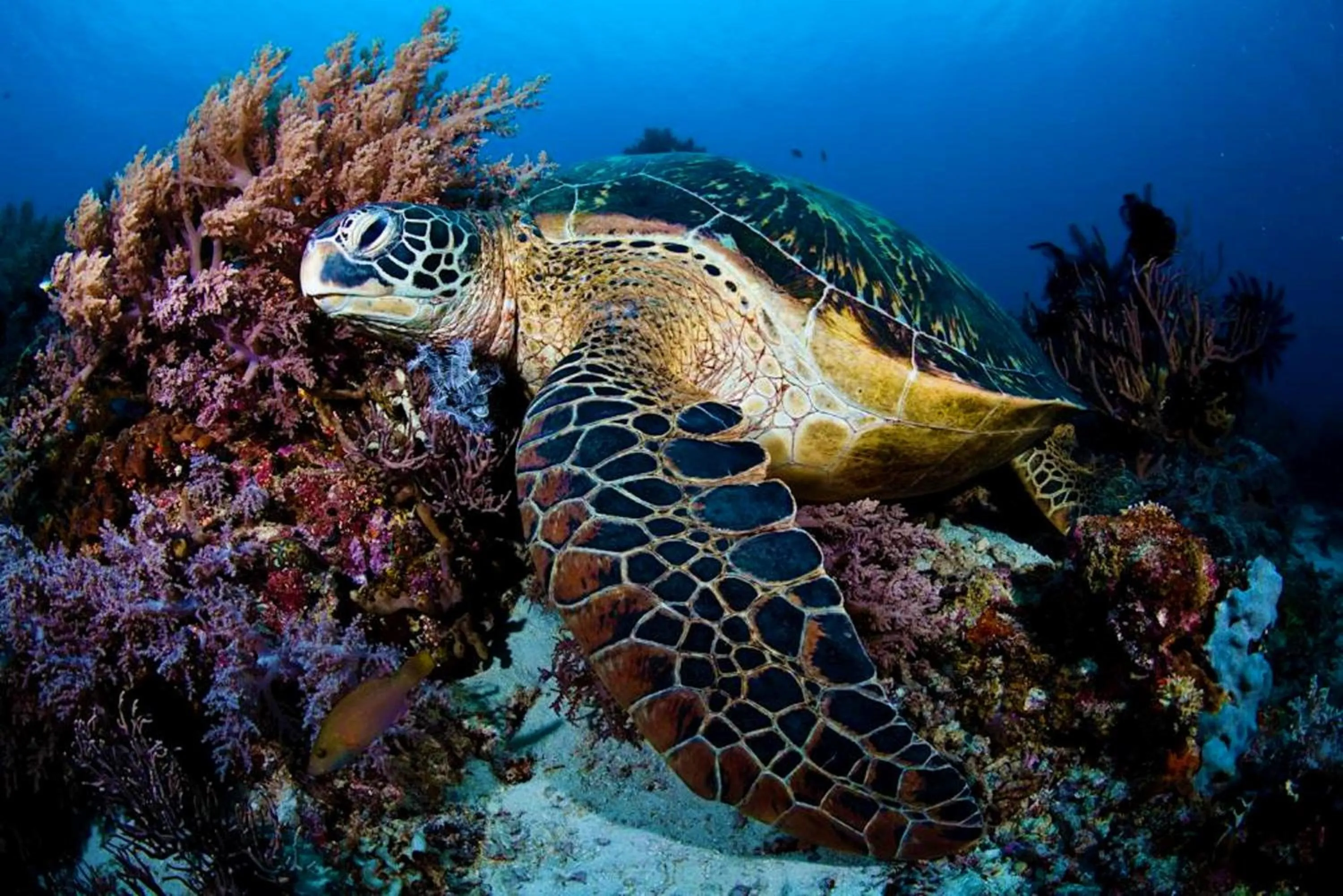 Diving in Vida Homes Condo Resort