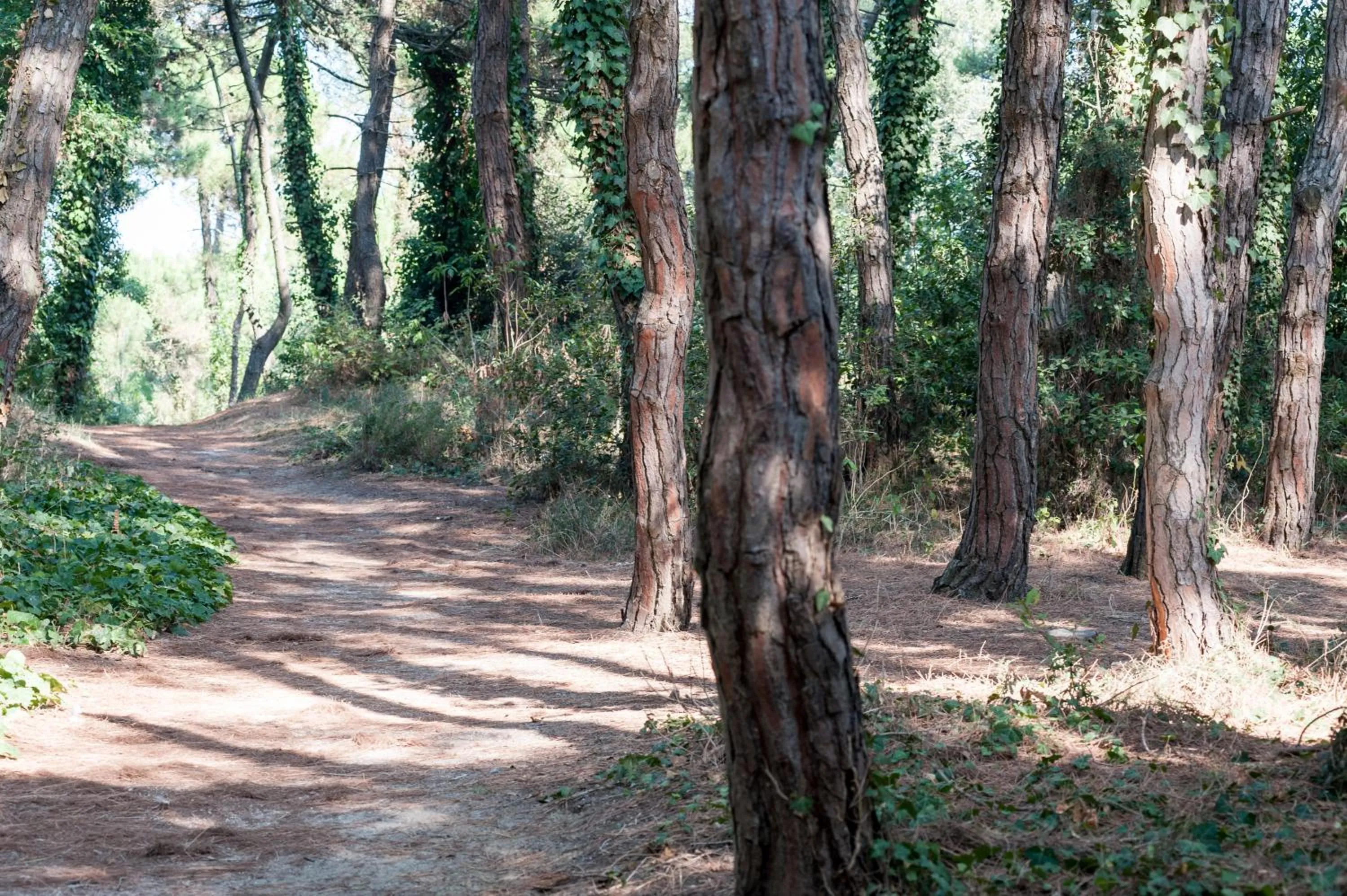 Beach in Regina Hotel e Ristorante