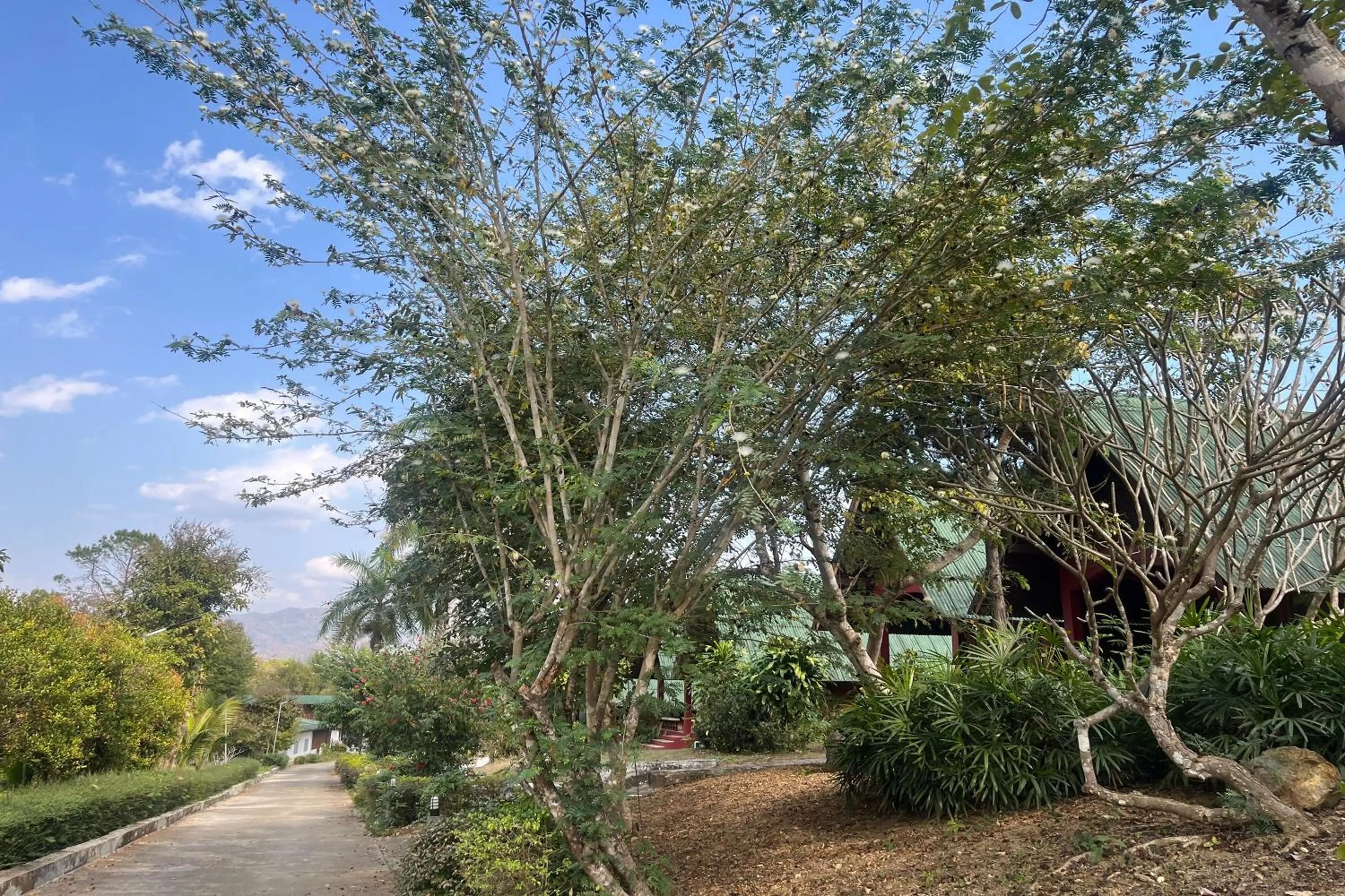Natural landscape in PAI Hillside Resort