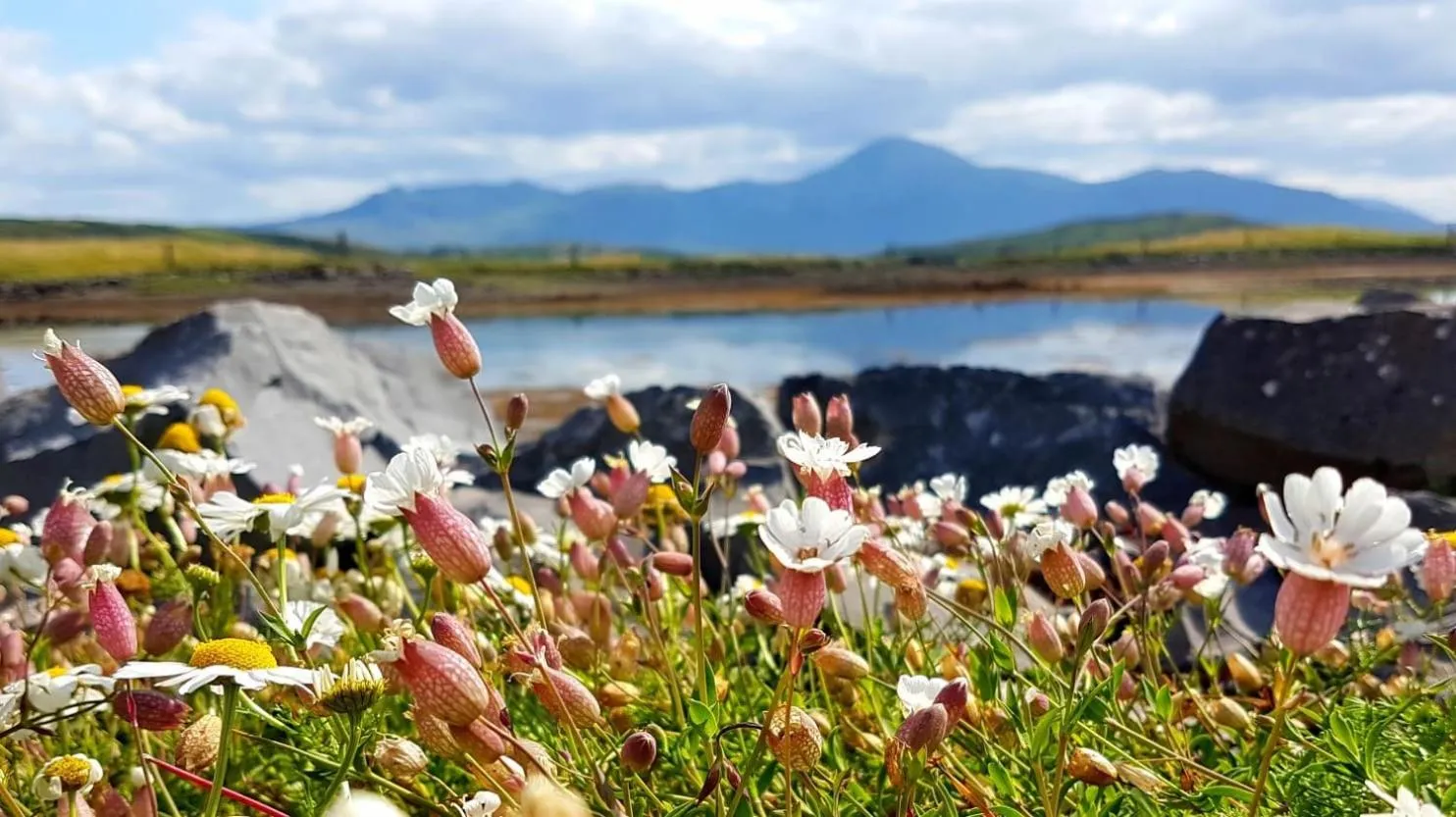 Spring in Seapoint House