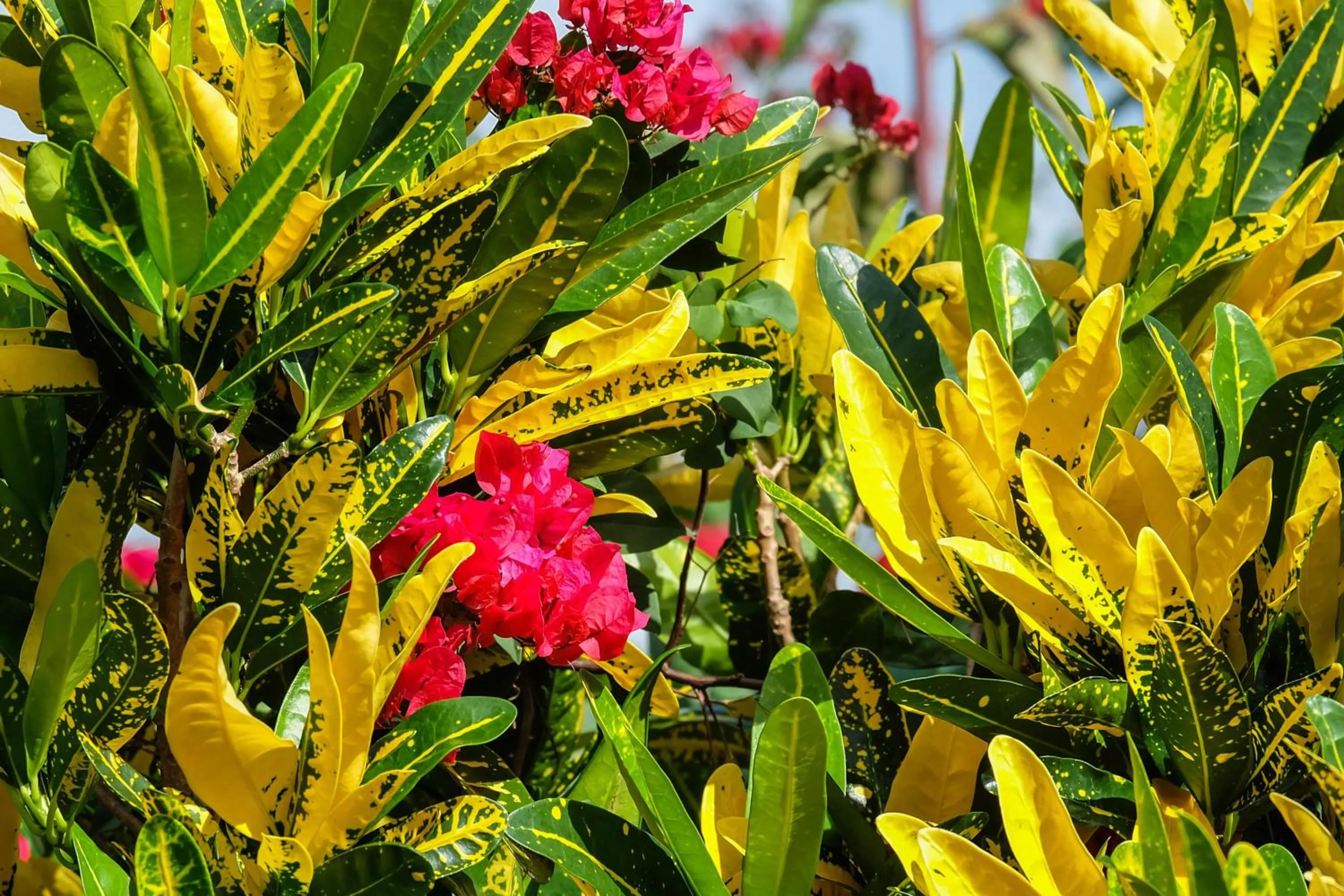Garden in Seasons Lodge Zanzibar