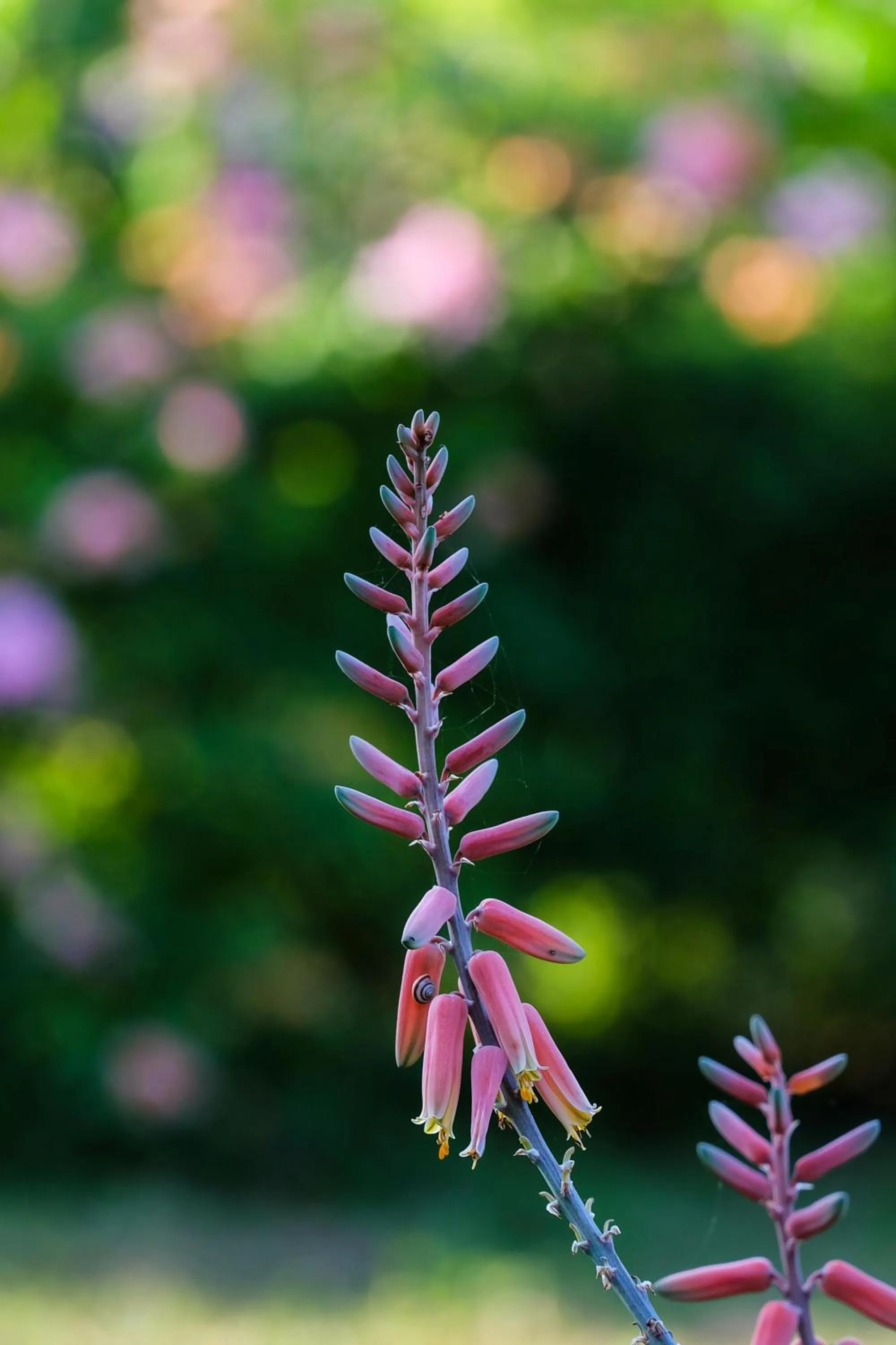 Garden in Seasons Lodge Zanzibar