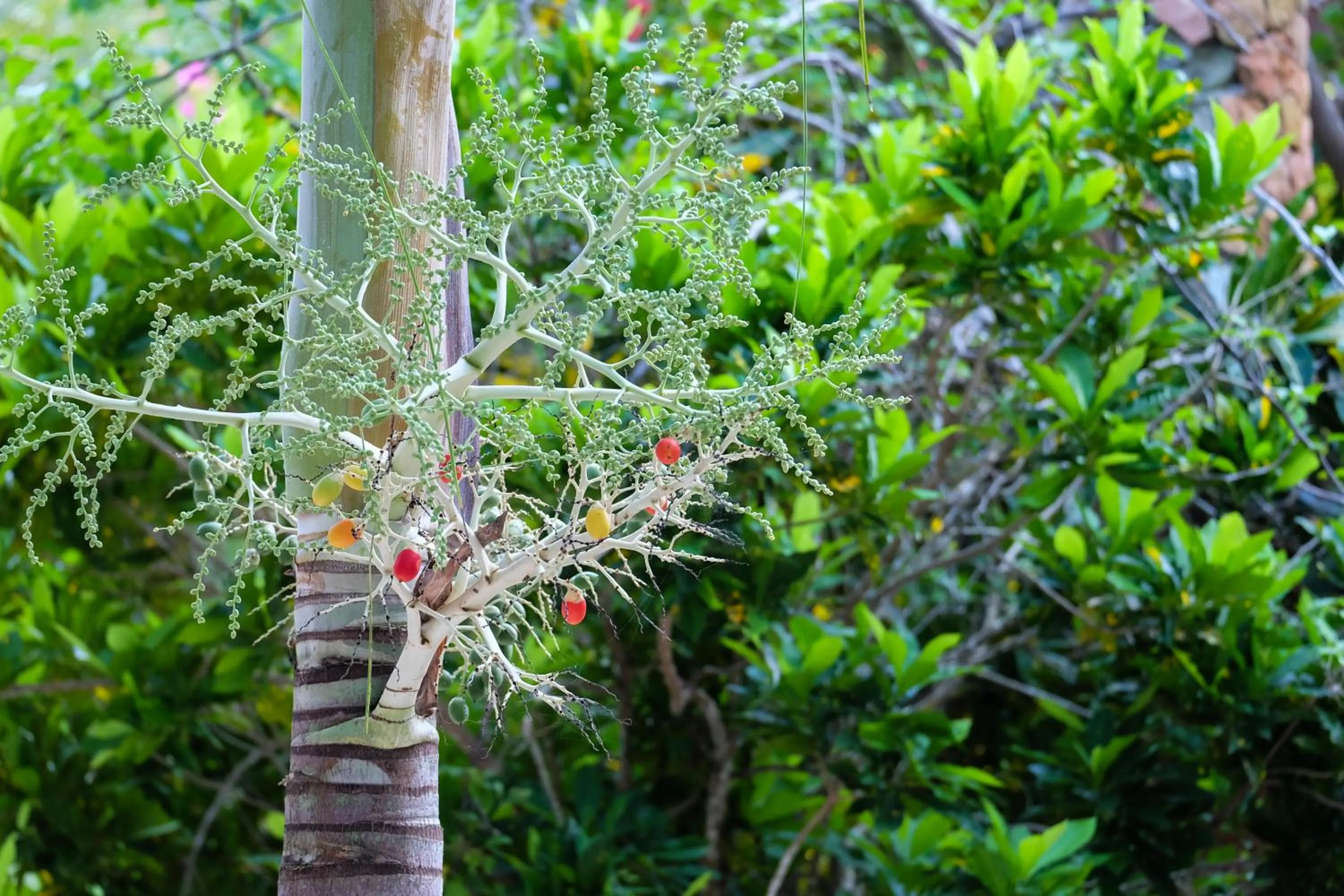 Natural landscape in Seasons Lodge Zanzibar