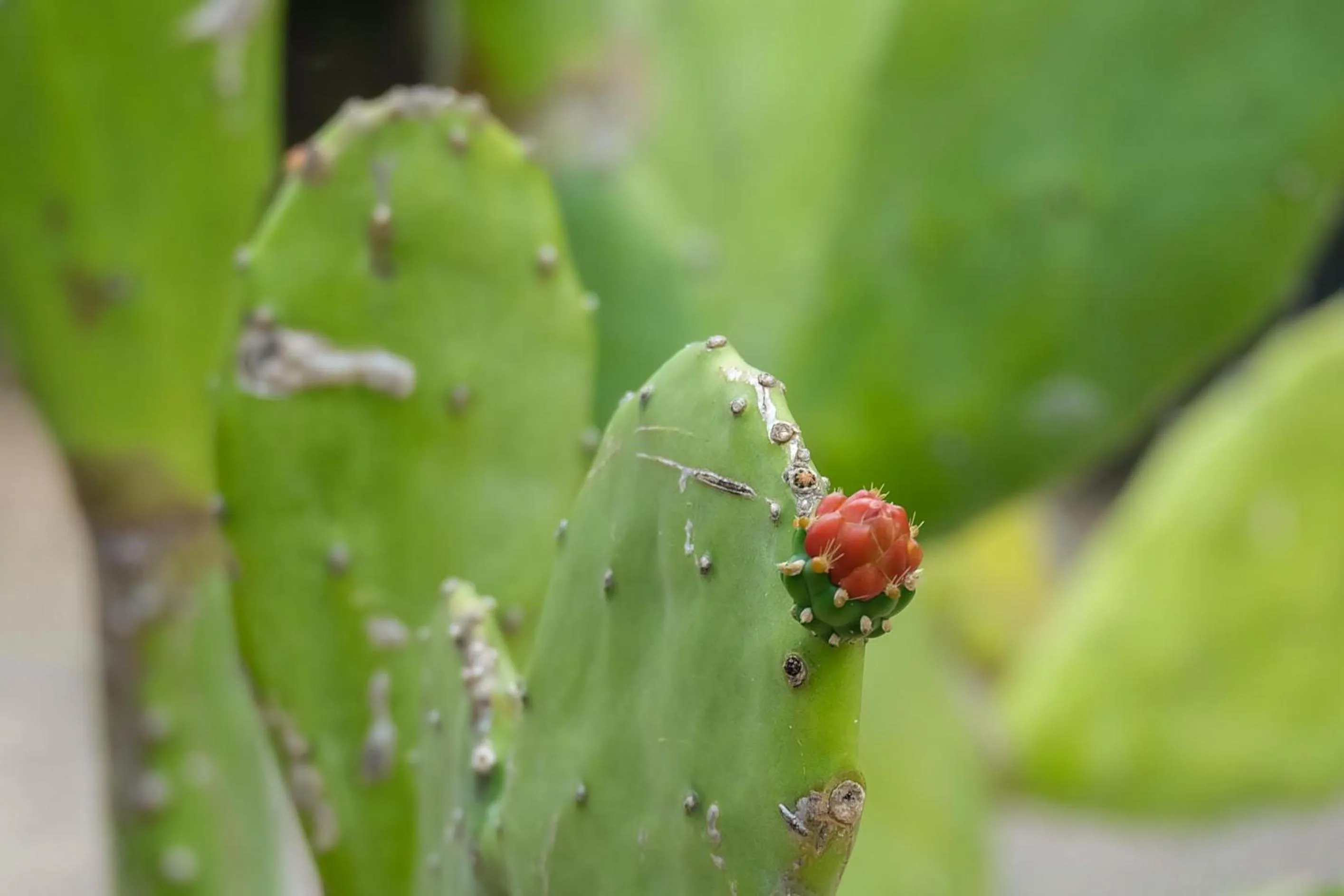 Garden in Seasons Lodge Zanzibar
