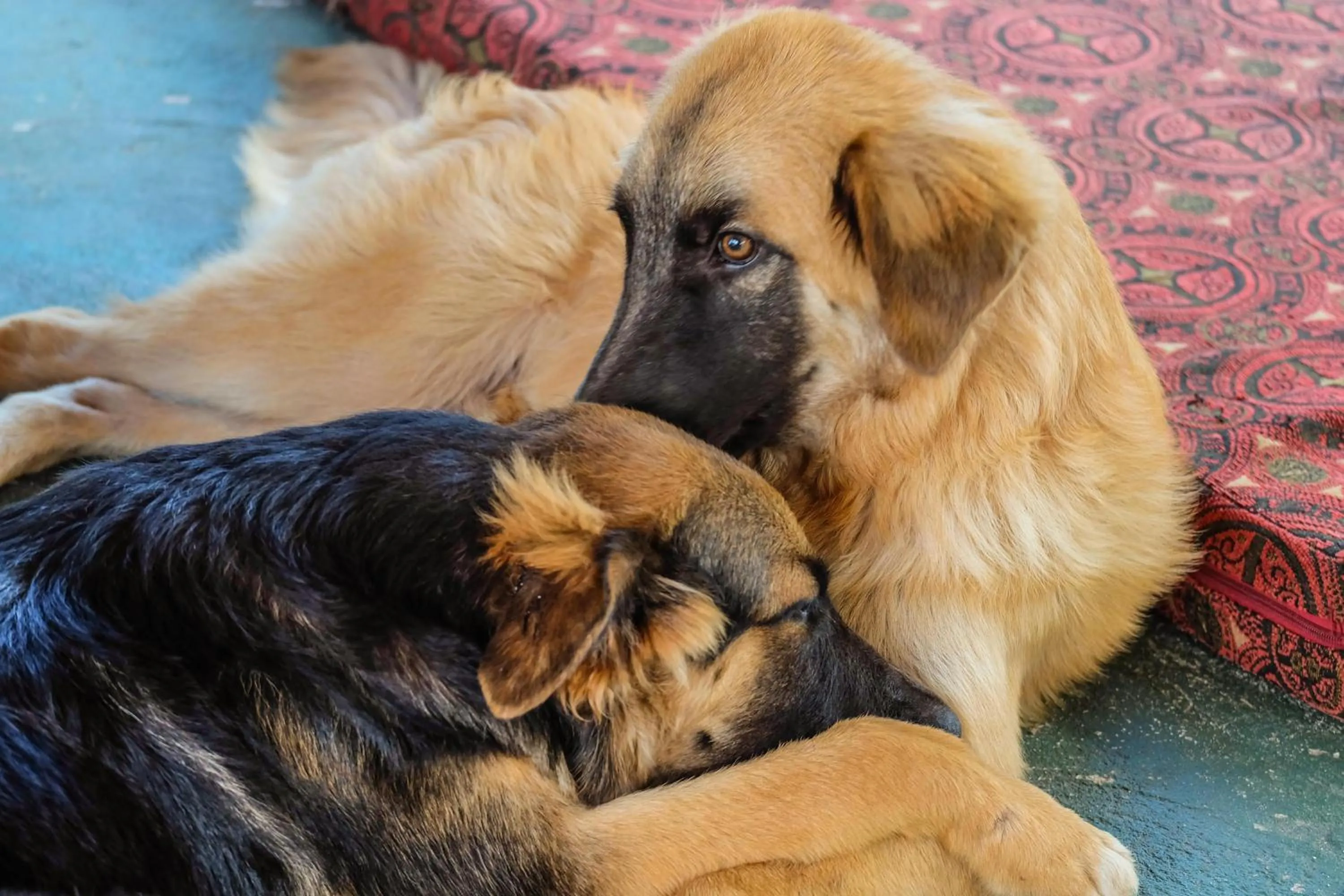 Animals in Seasons Lodge Zanzibar