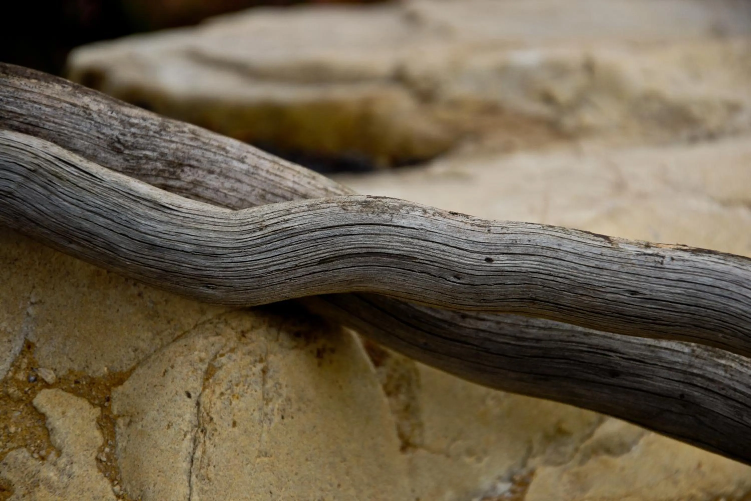 Kay and Monty Vineyard View