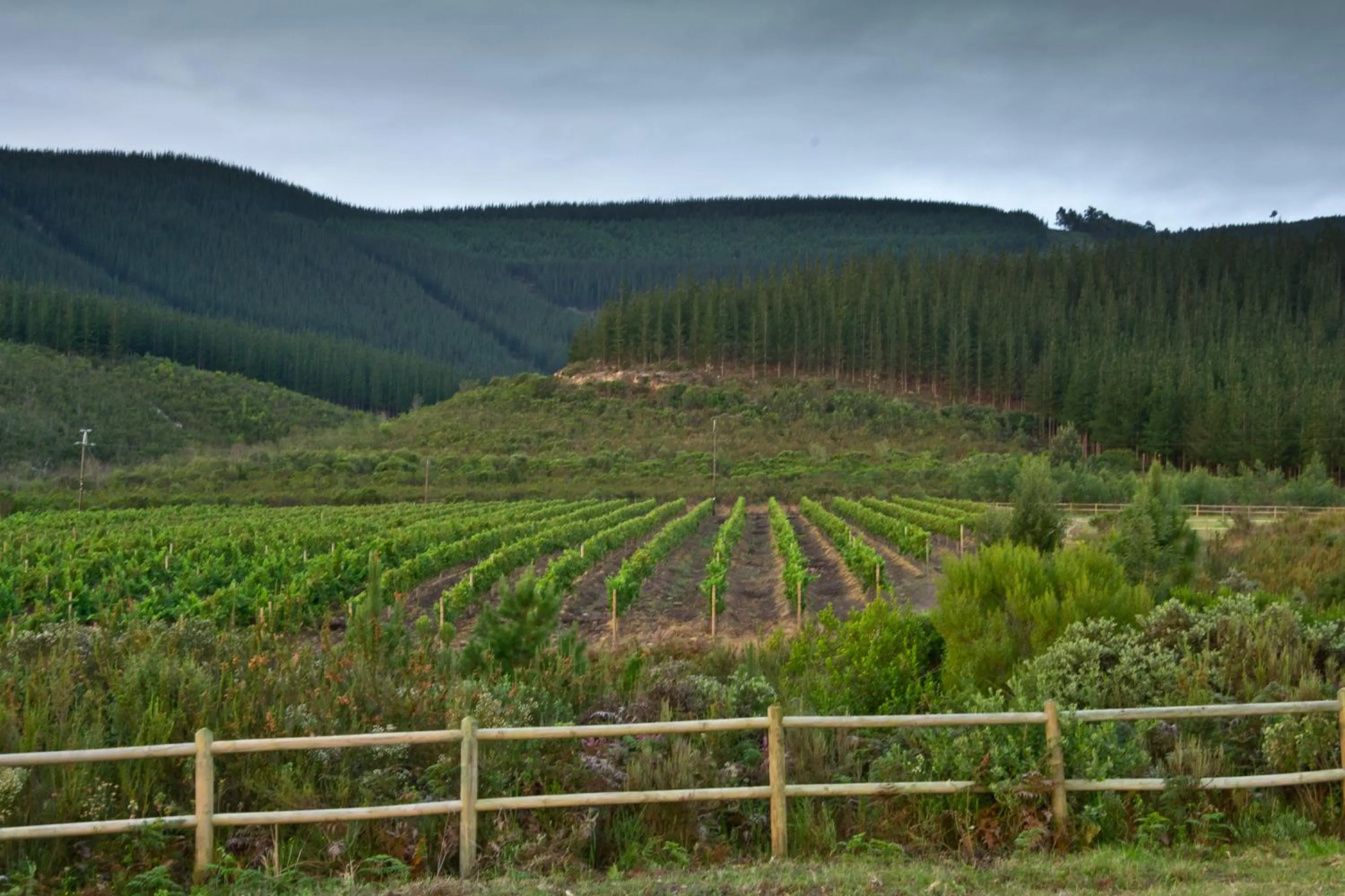 Natural landscape in Kay and Monty Vineyard View