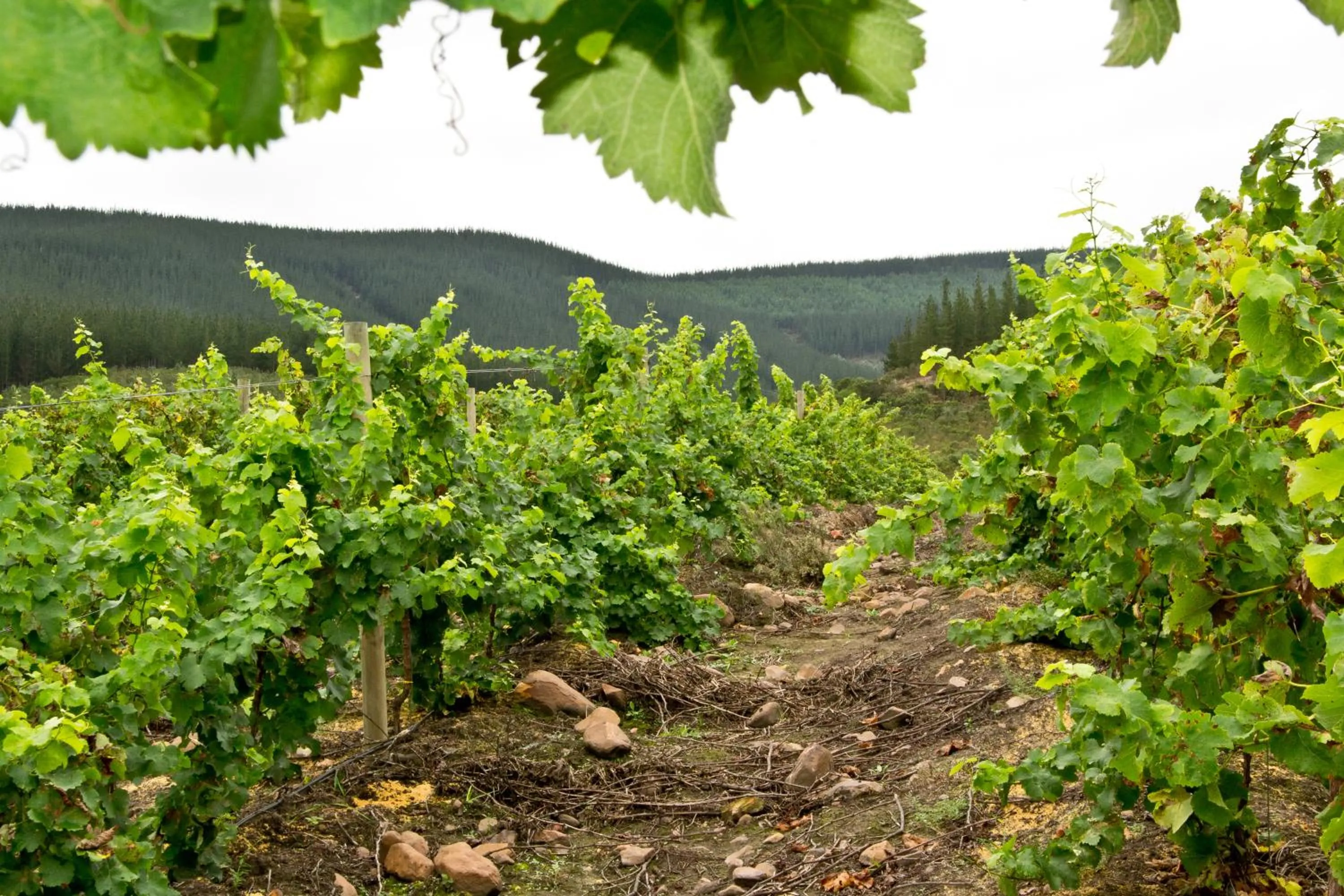 Natural landscape in Kay and Monty Vineyard View