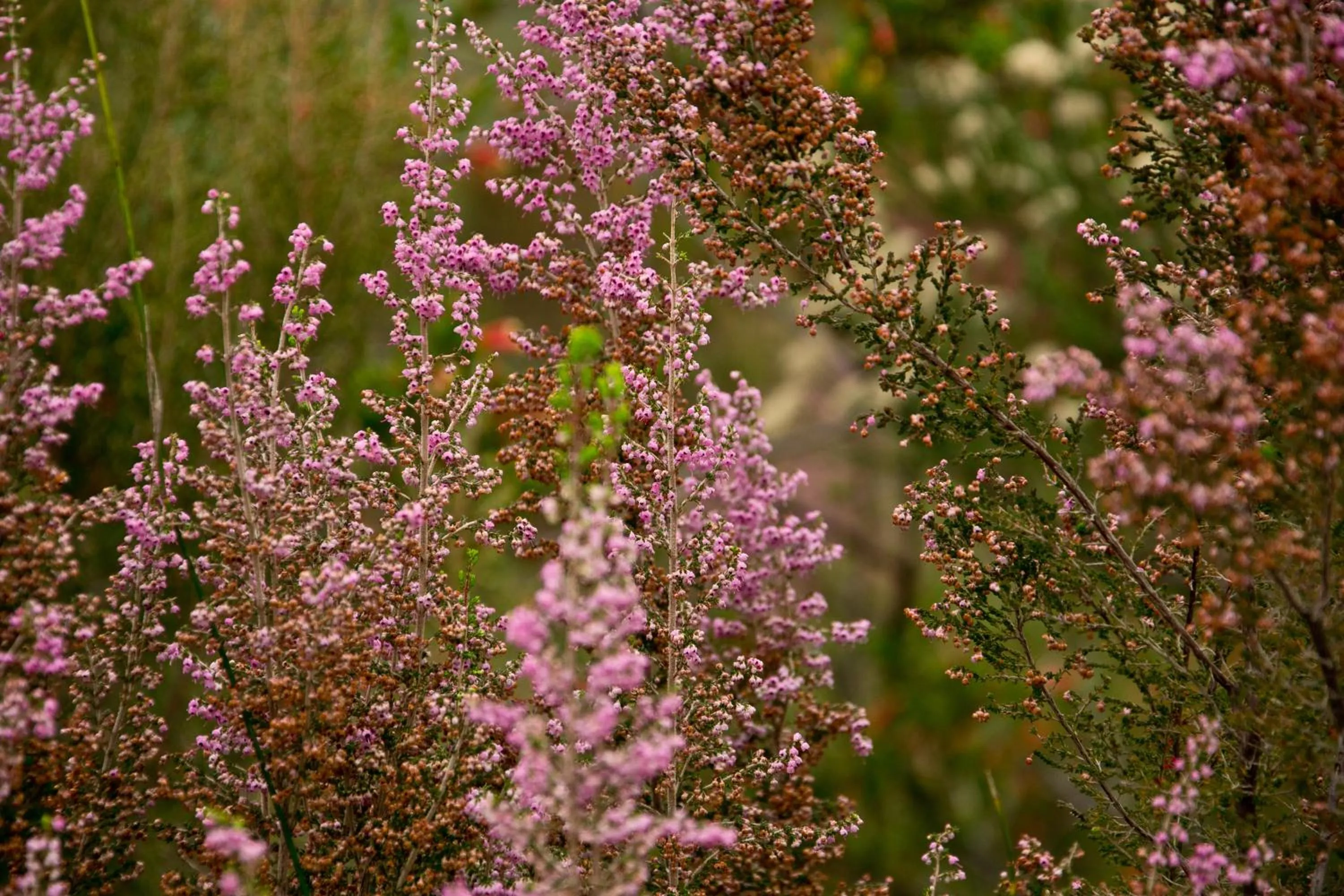 Garden in Kay and Monty Vineyard View