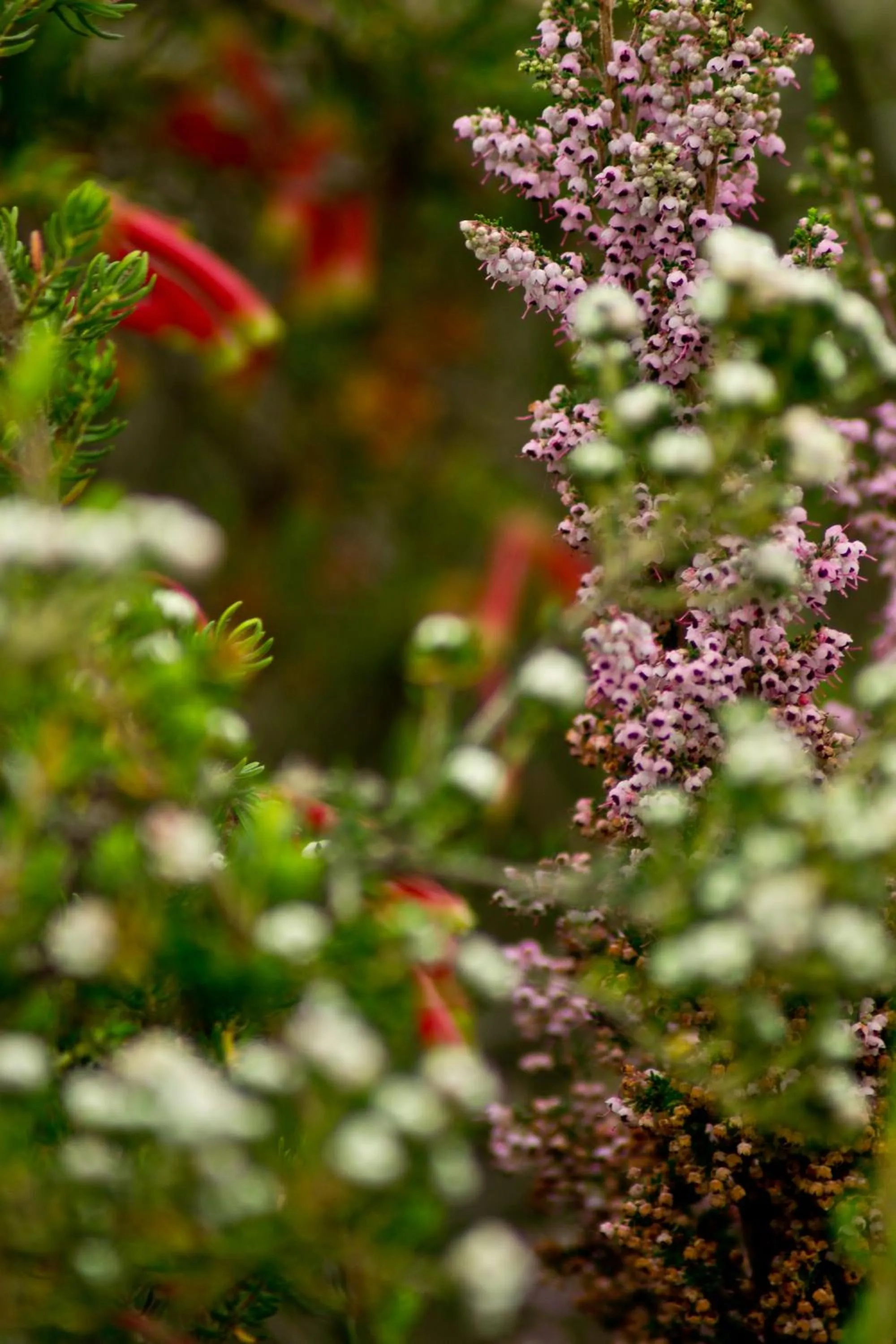 Kay and Monty Vineyard View