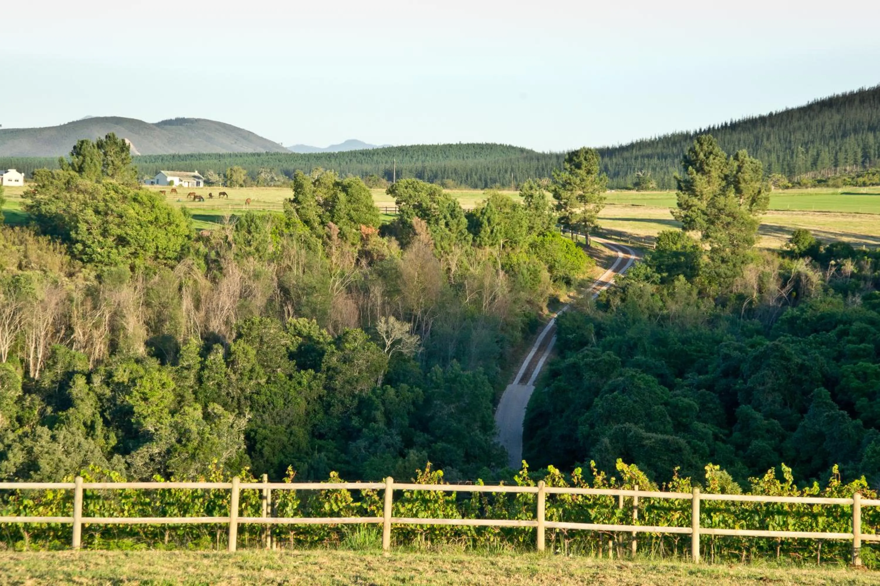 Kay and Monty Vineyard View