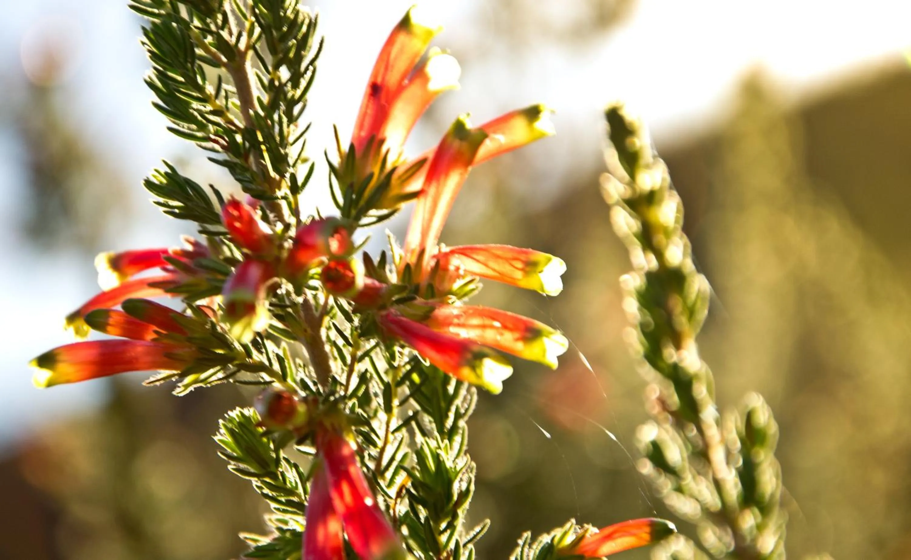 Garden in Kay and Monty Vineyard View
