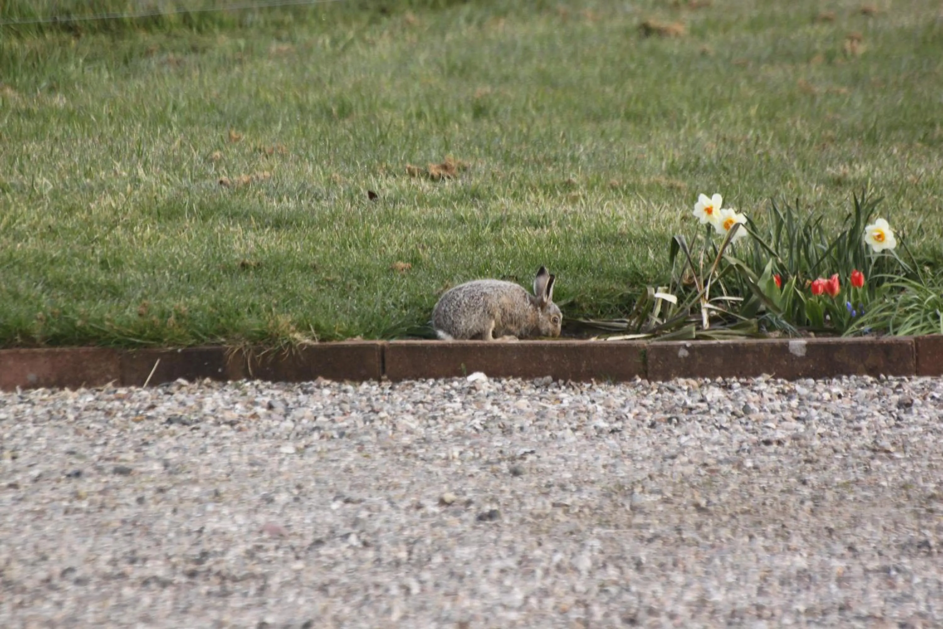 Animals in Naturperlen