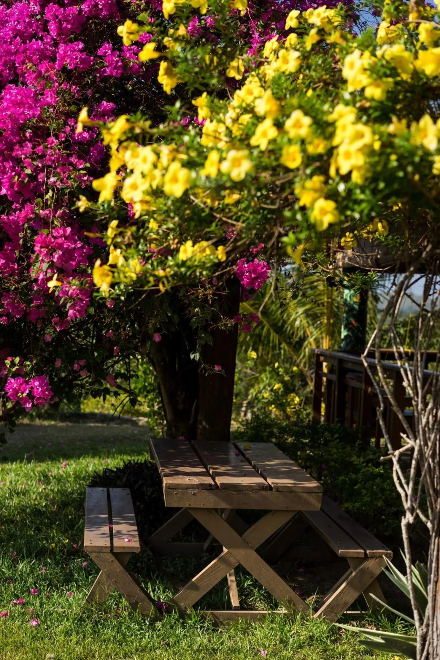 Garden in La Estancia Busuanga