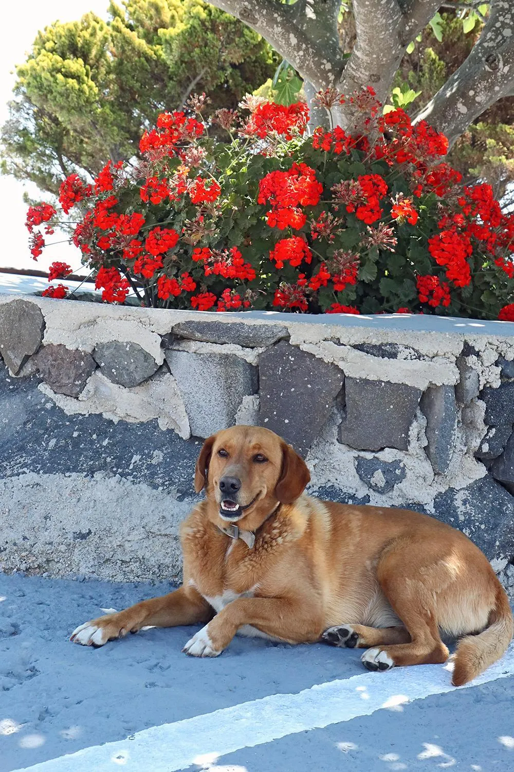Pets in Phaos Santorini Suites
