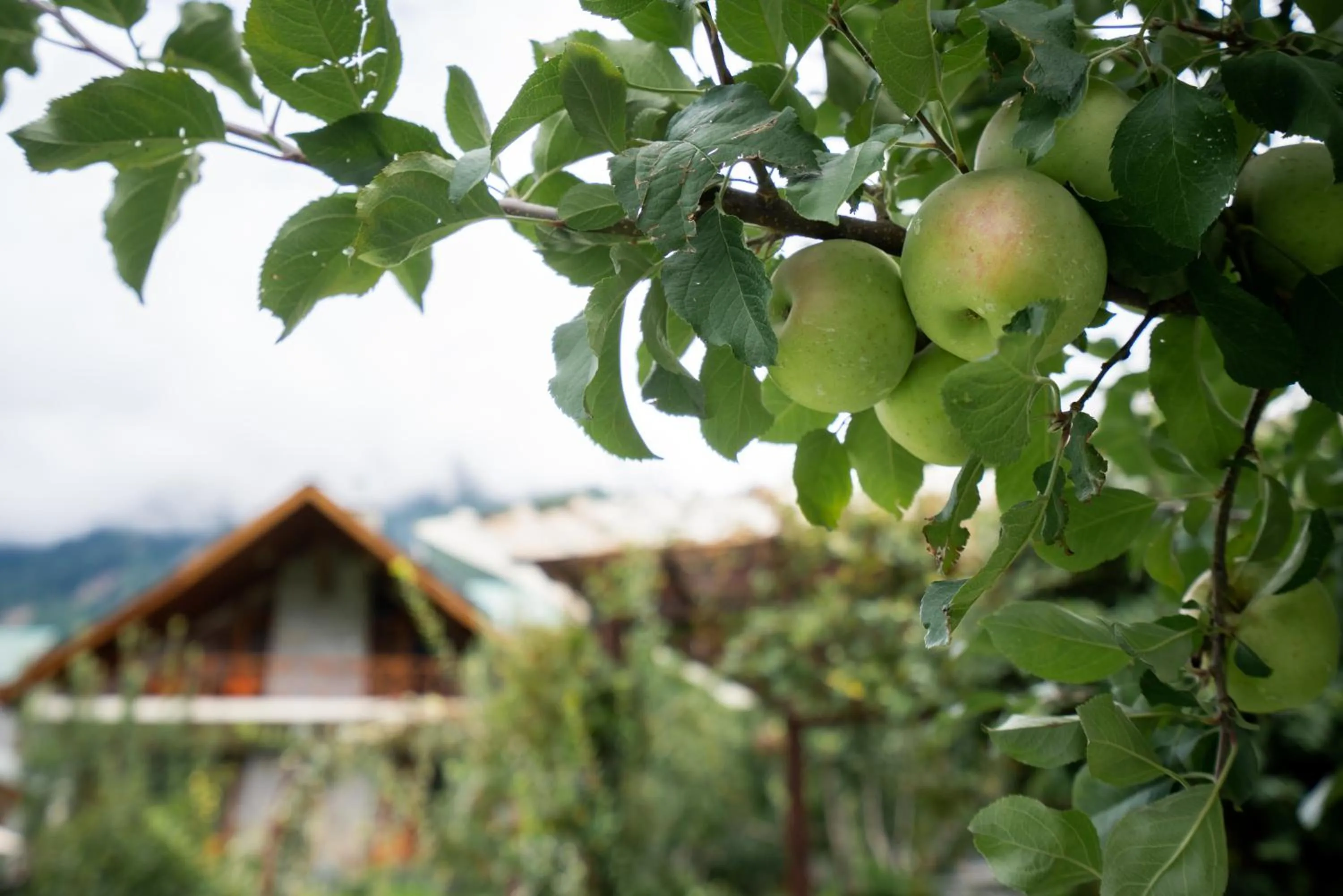 View (from property/room) in Larisa Resort Manali