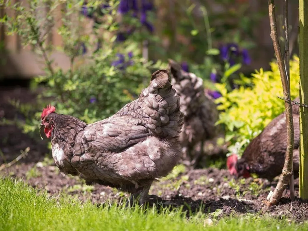 Other in Withy Cottages