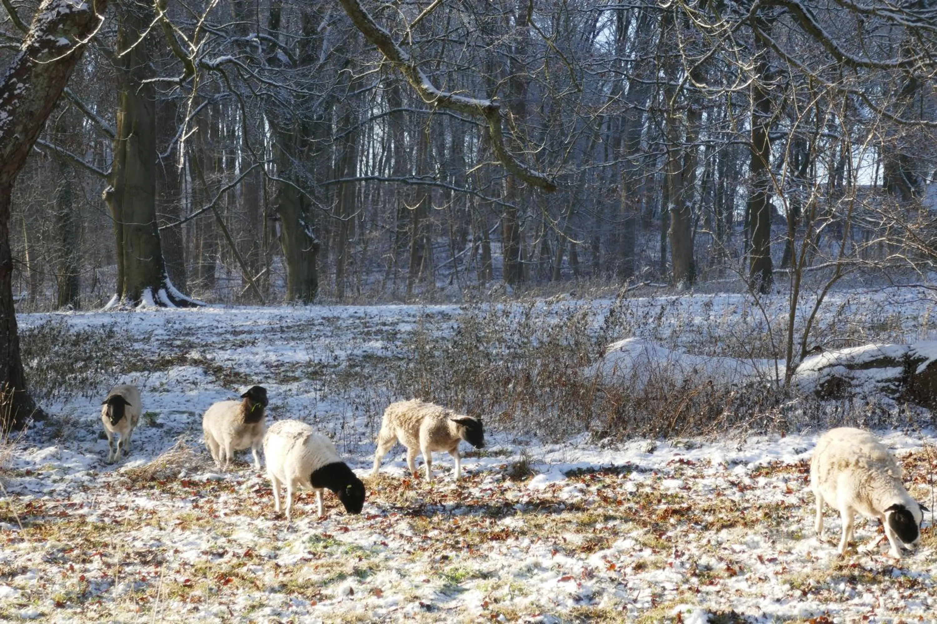 Landhaus Schloss Kölzow