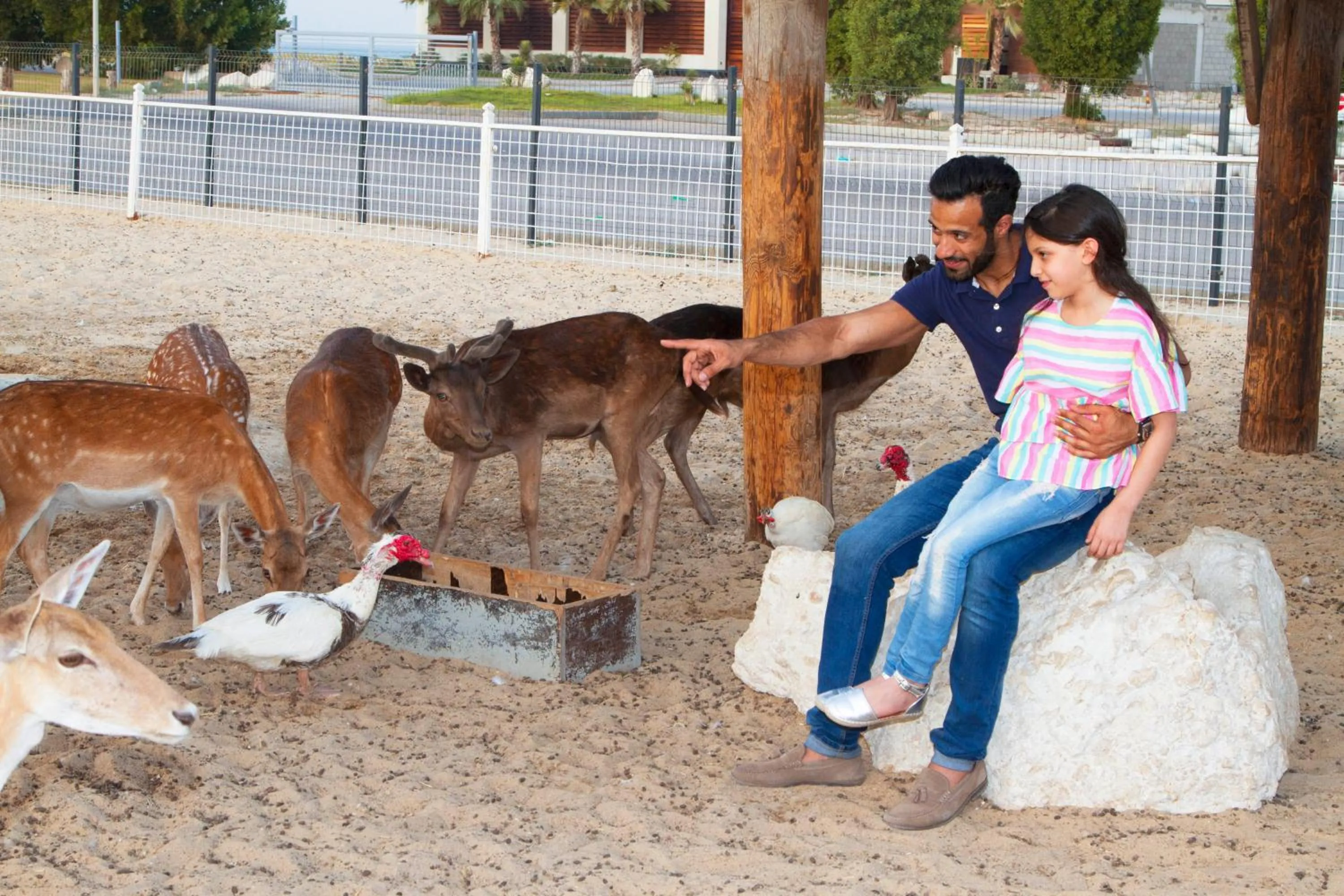 Animals in Dana Beach Resort
