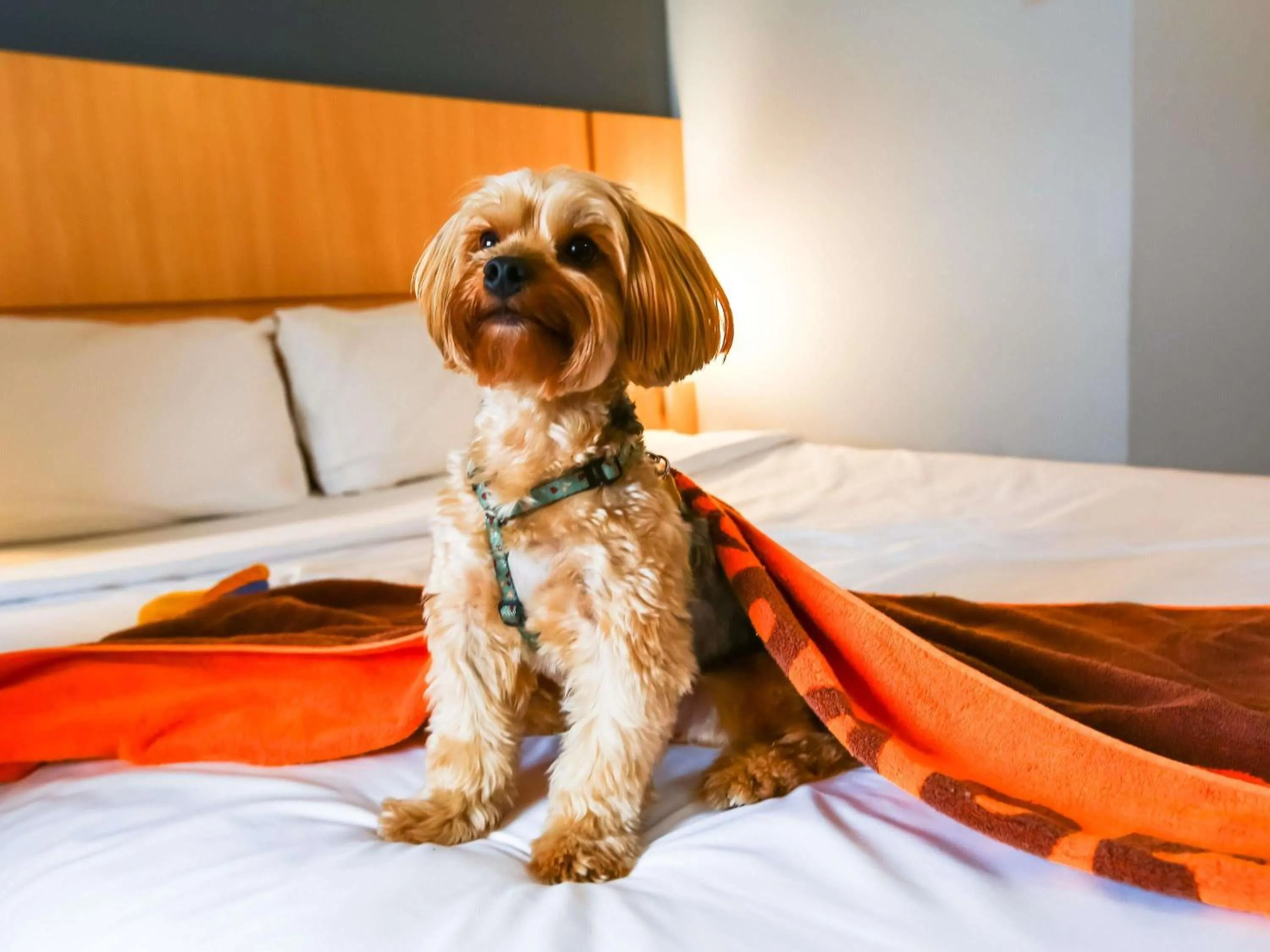 Other, Bed in ibis Rio de Janeiro Nova America