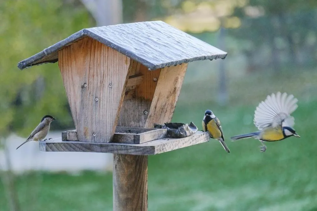 Garden in Le Lion D'Or en PERIGORD