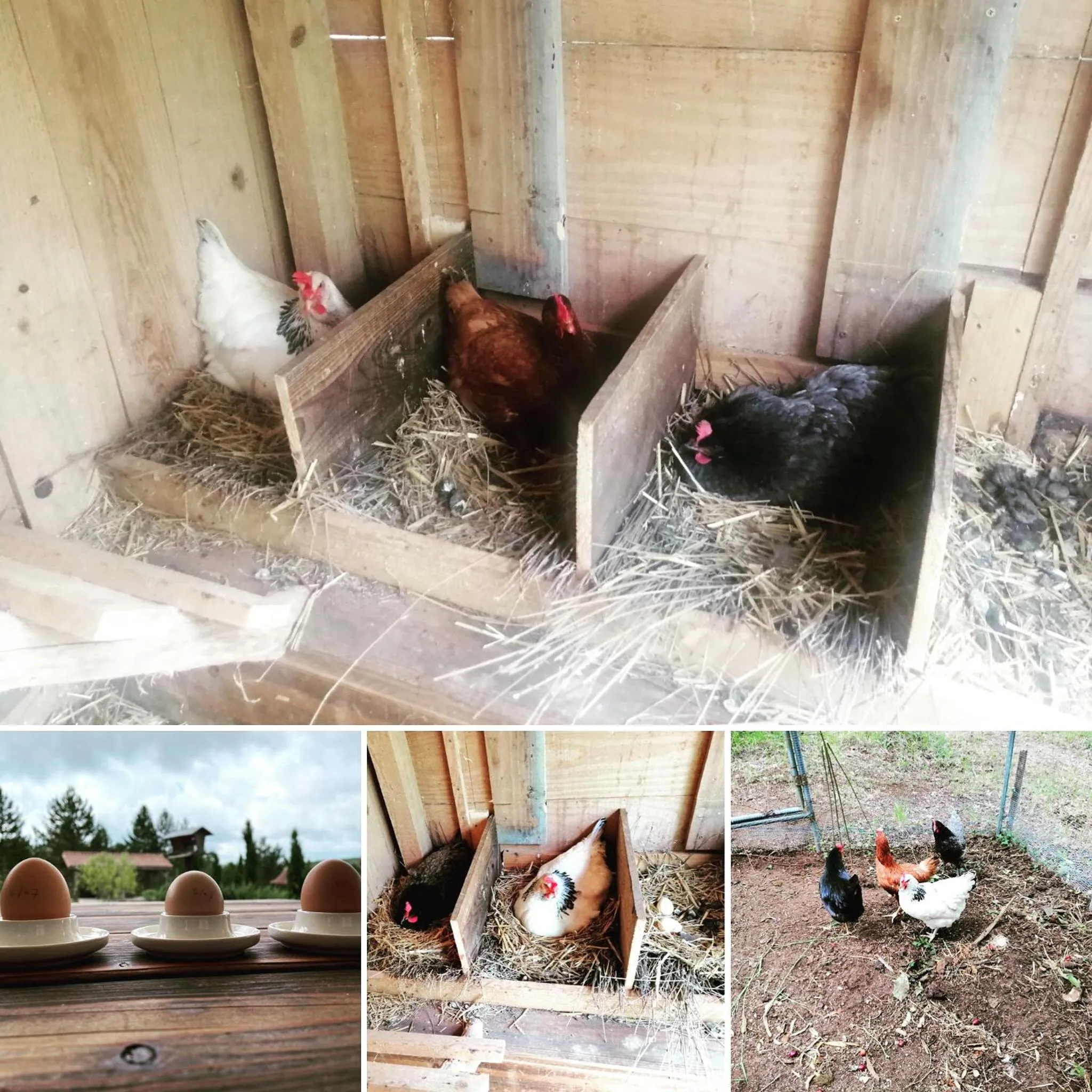 Pets in Le Lion D'Or en PERIGORD