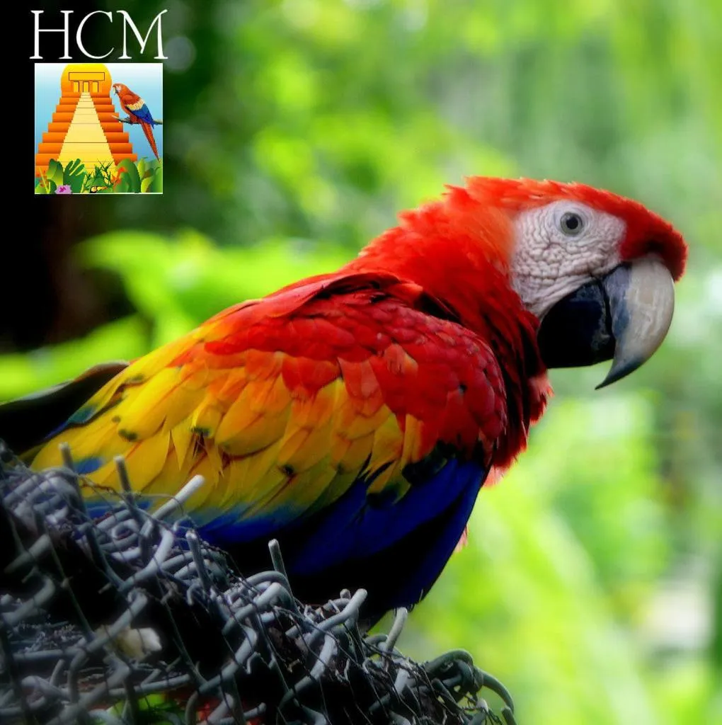 Animals in Hotel Ciudad Blanca