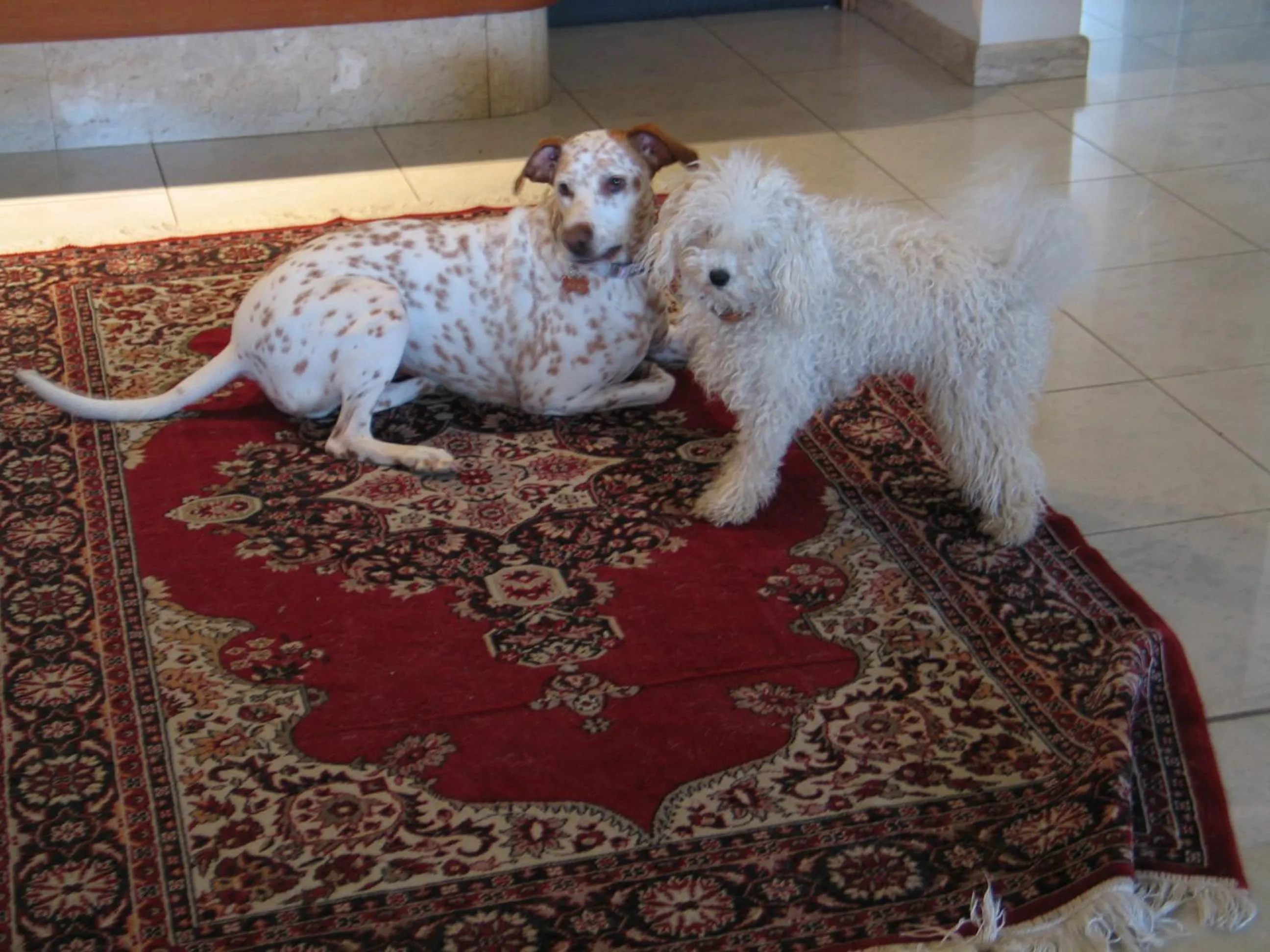 Living room in Hotel Splendid