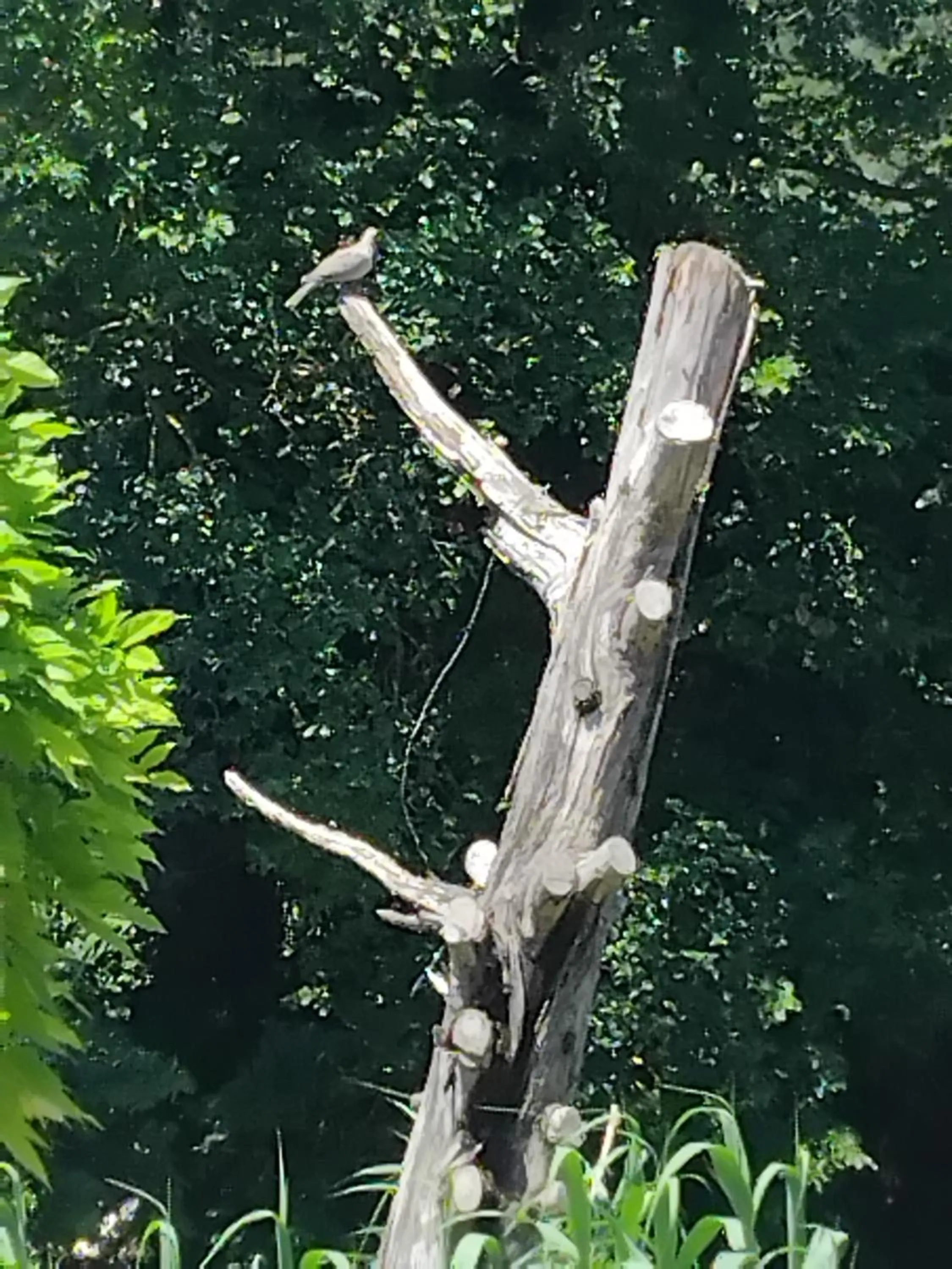 Garden view in Georgina Apartments