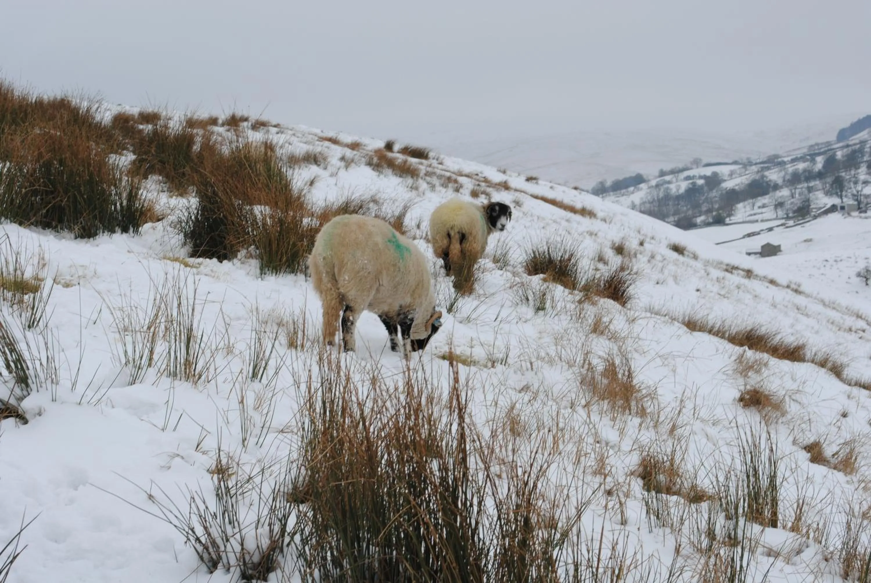 Natural landscape in Sykes House