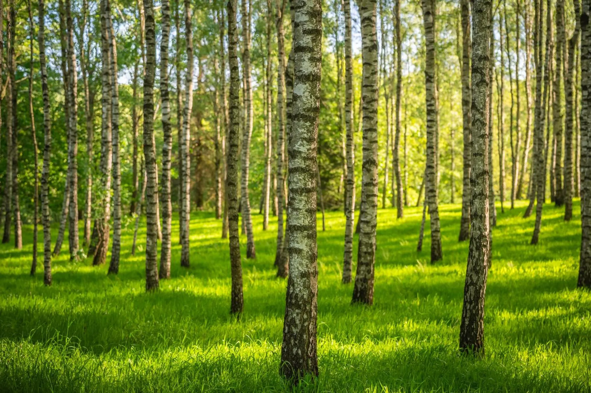 Natural landscape in Dom Gościnny Stara Szkoła