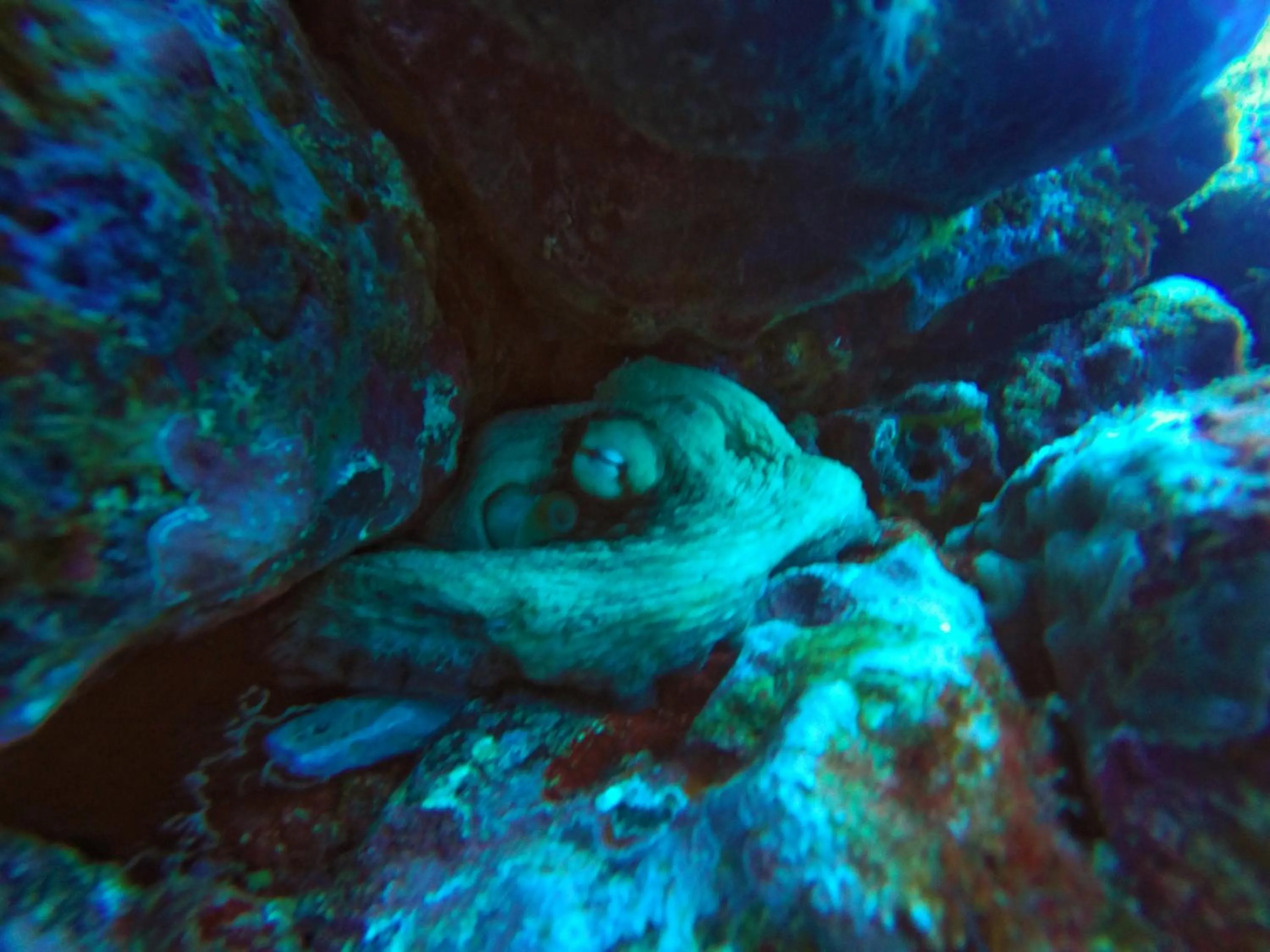 Snorkeling in Belo Monte Hotel and Museum