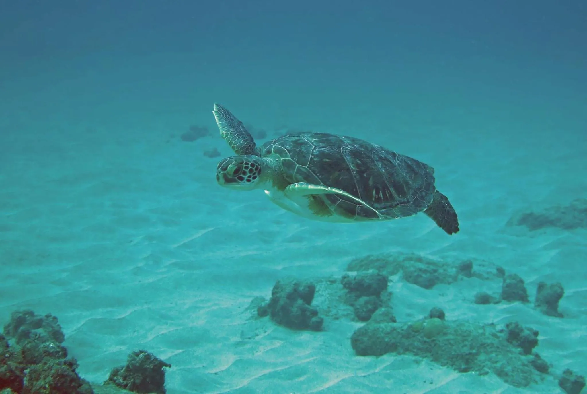 Snorkeling in Belo Monte Hotel and Museum