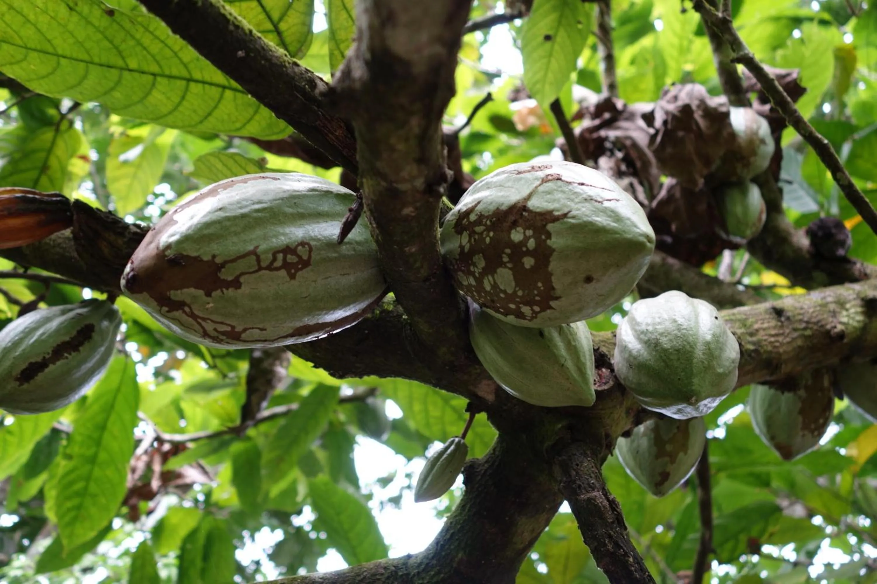 Natural landscape in Belo Monte Hotel and Museum