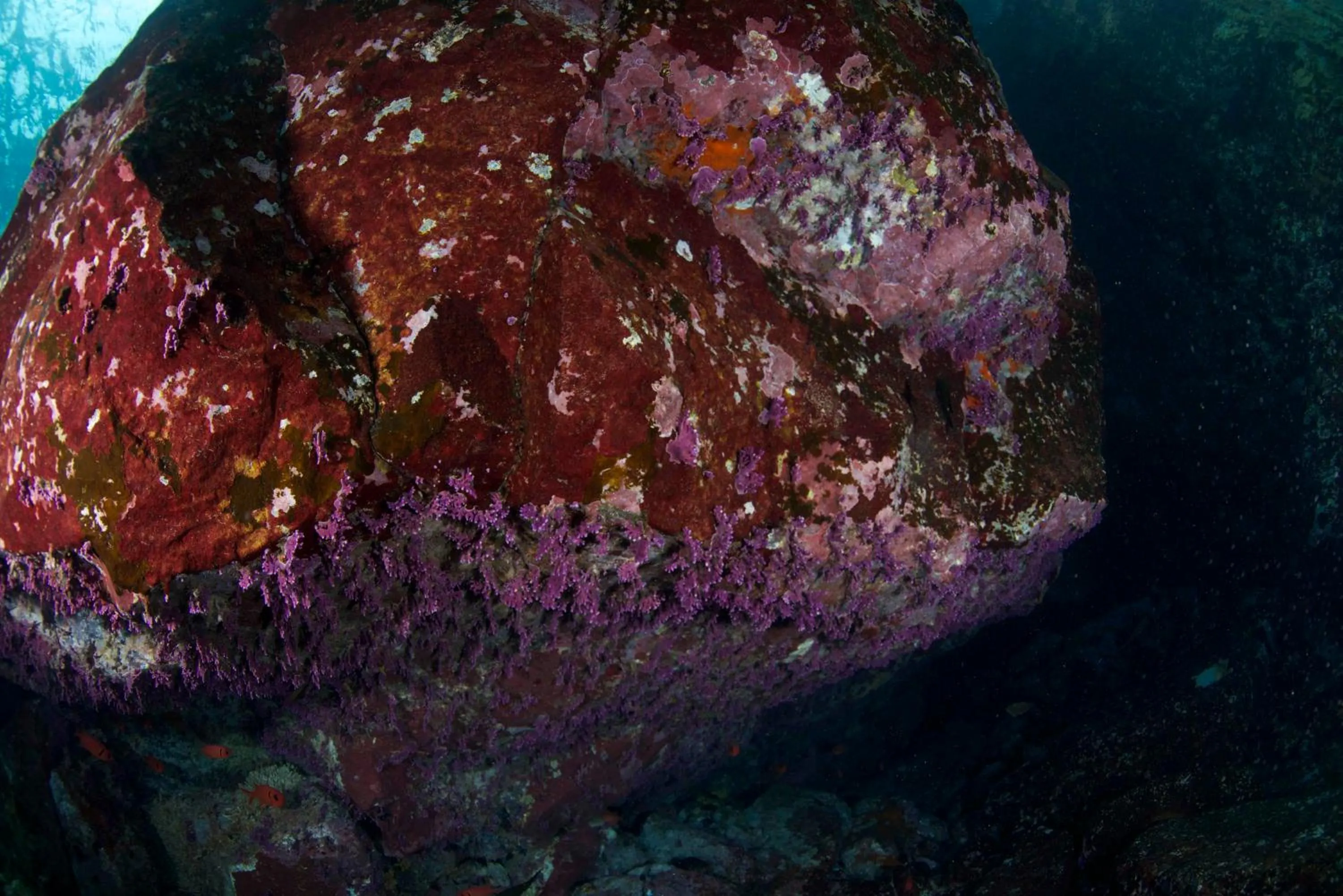 Snorkeling in Belo Monte Hotel and Museum
