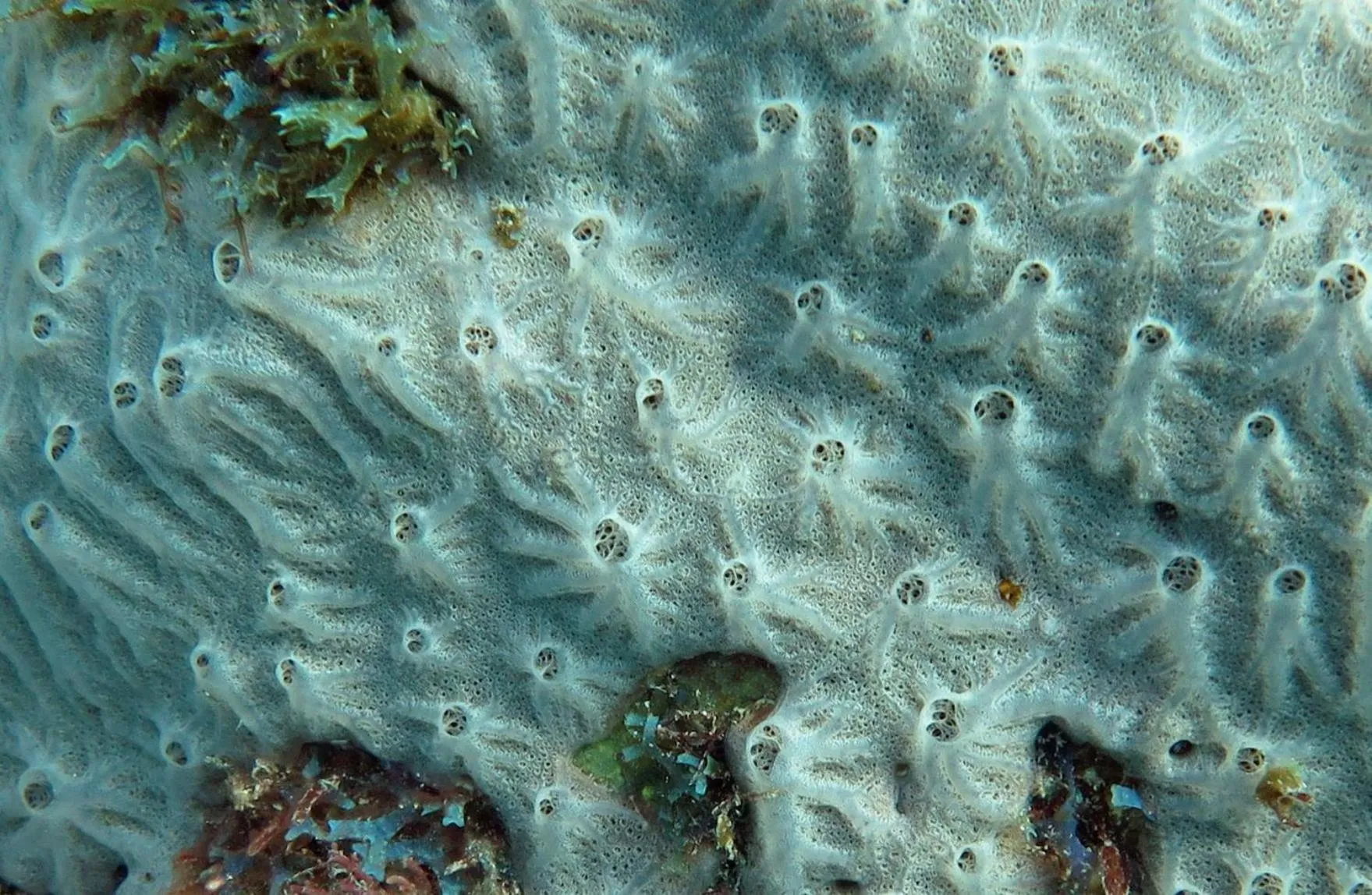 Snorkeling in Belo Monte Hotel and Museum
