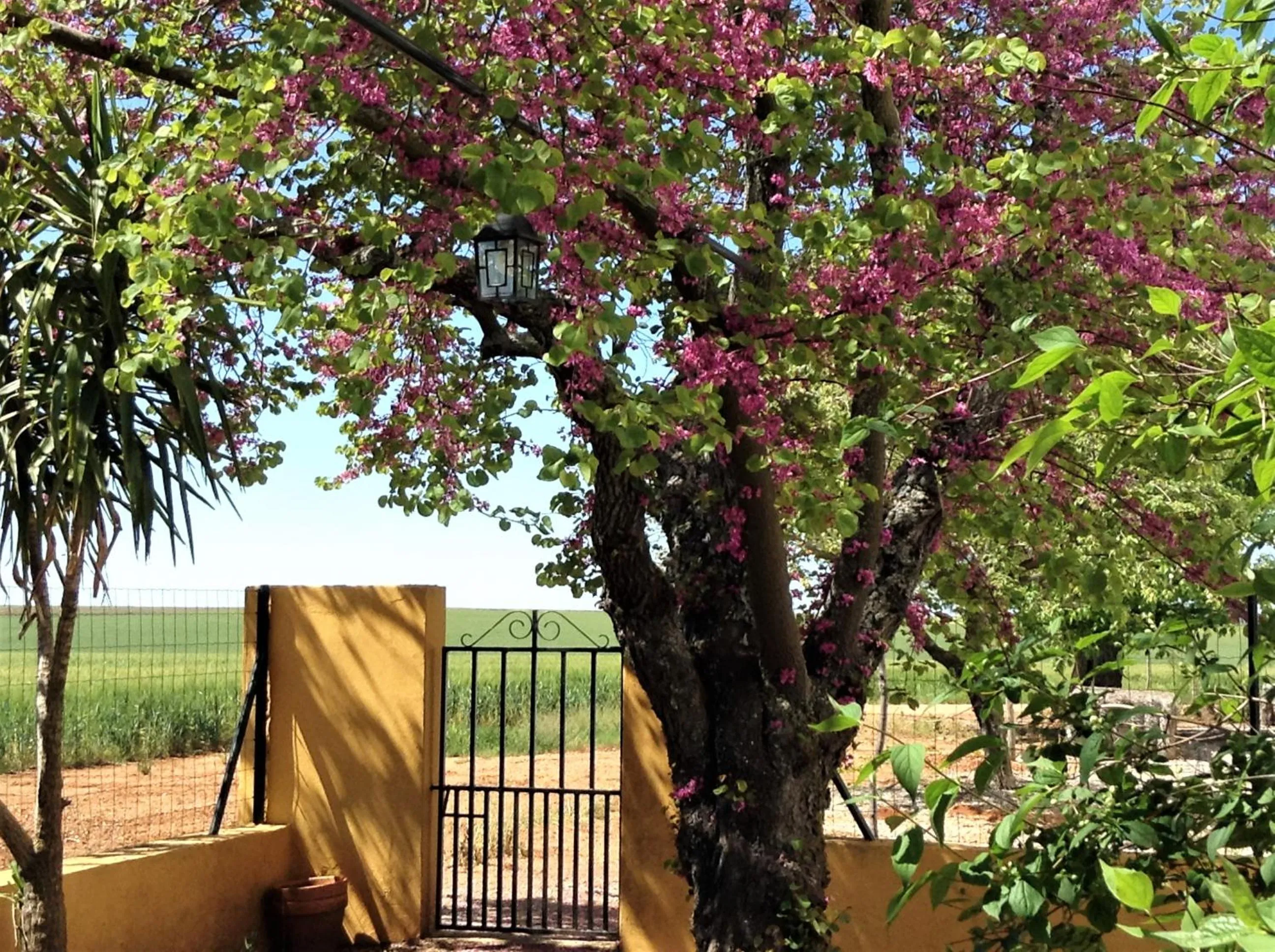 Garden in Cortijo de Vega Grande