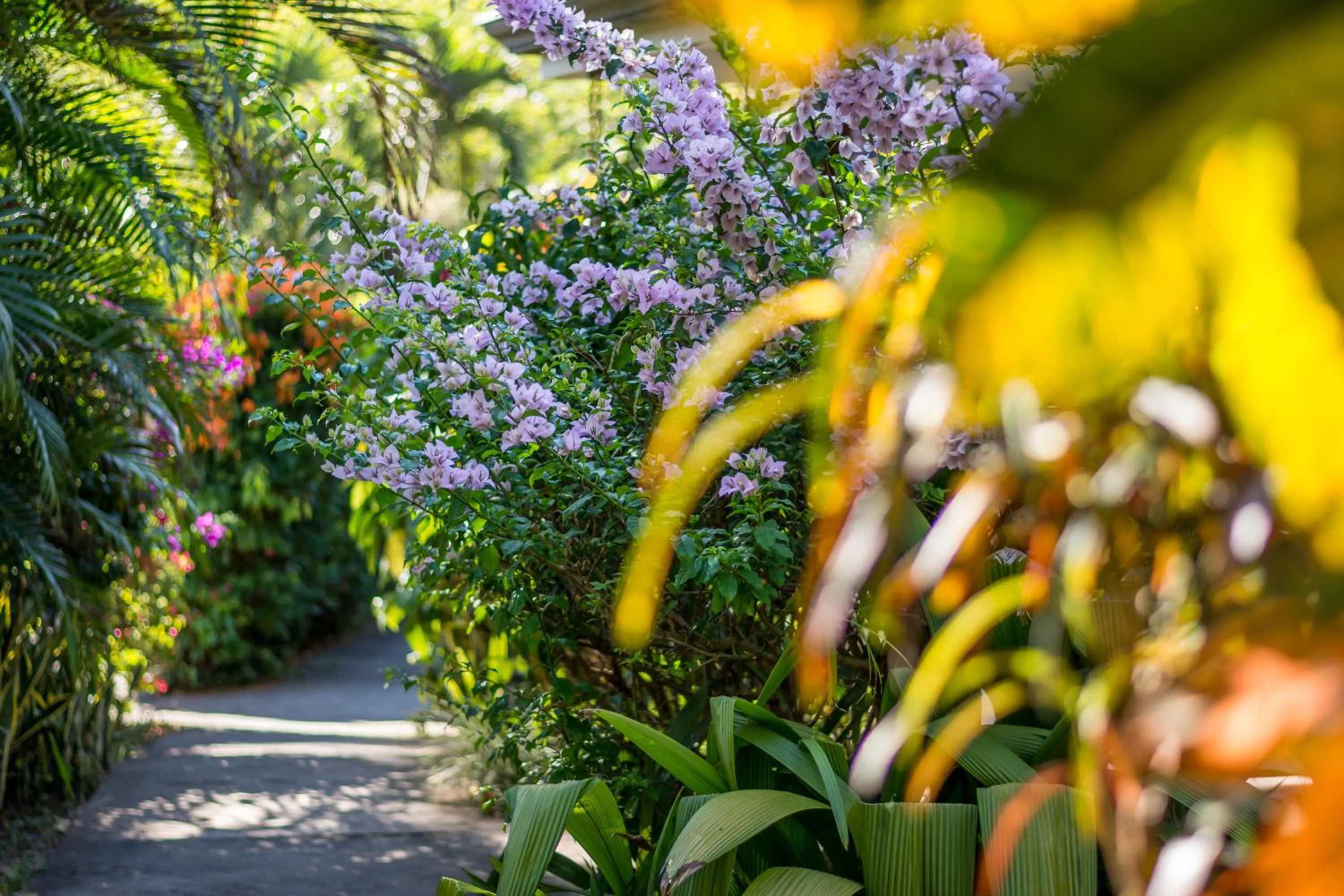Garden in Hotel Colinas del Sol