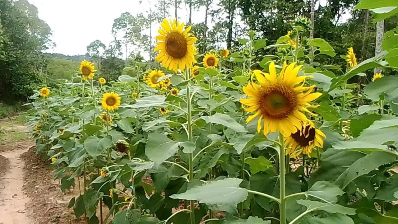 Esmeralda View Resort - SHA Extra Plus